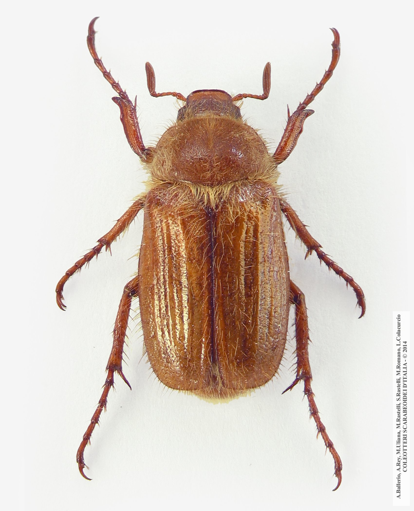Amphimallon solstitiale solstitiale, maschio