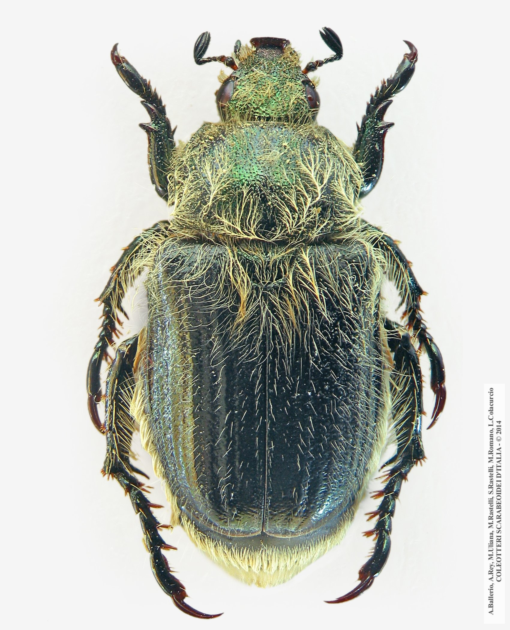 Anisoplia bromicola