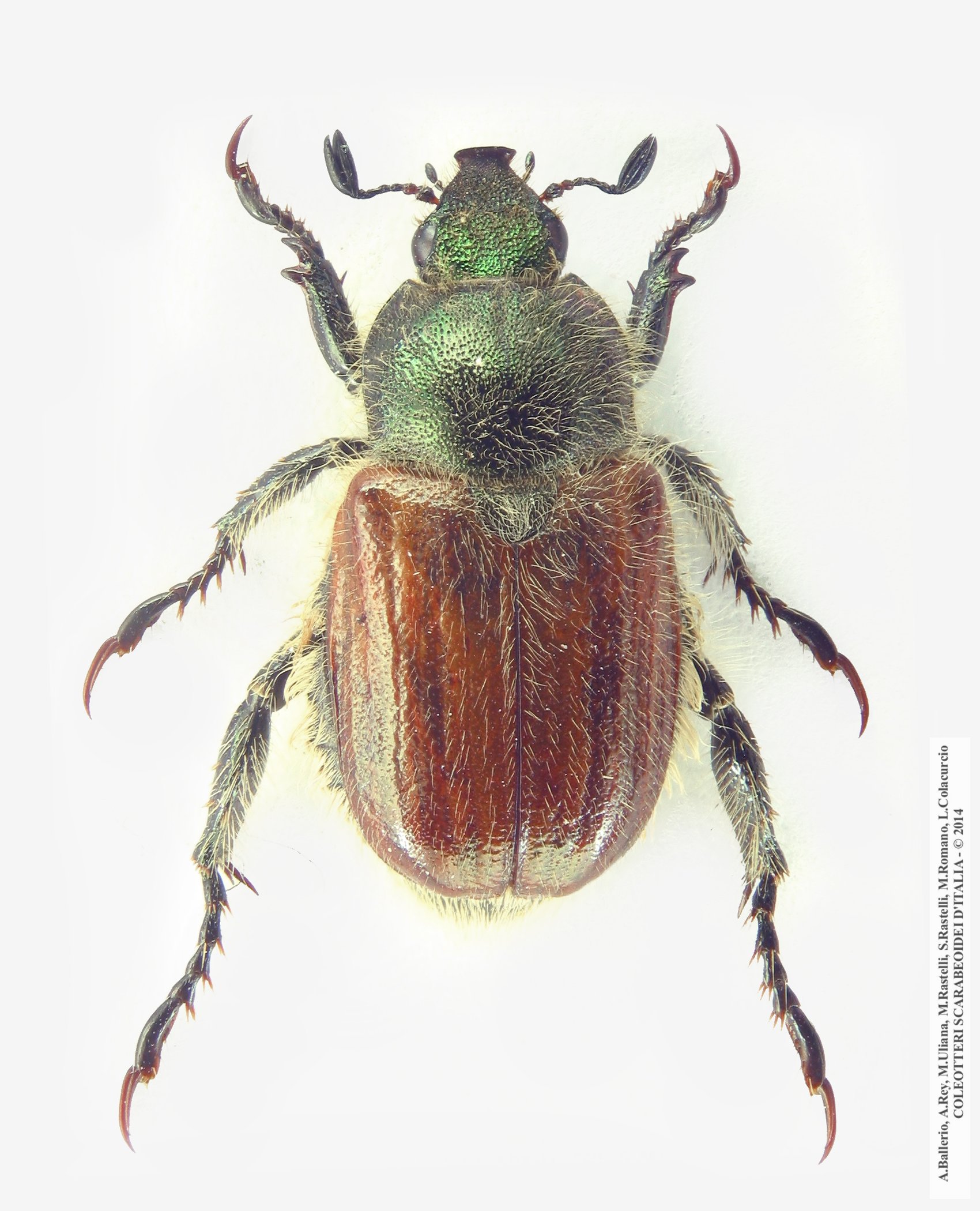 Anisoplia monticola marginata, maschio