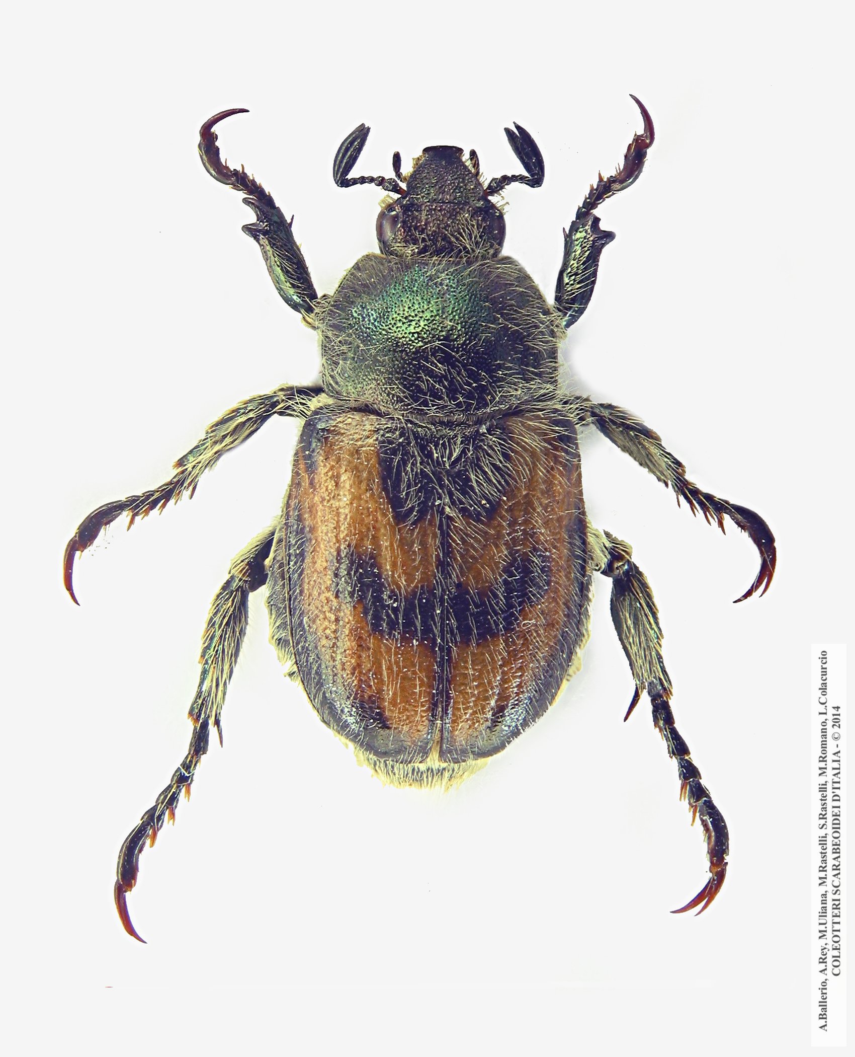 Anisoplia monticola monticola, maschio