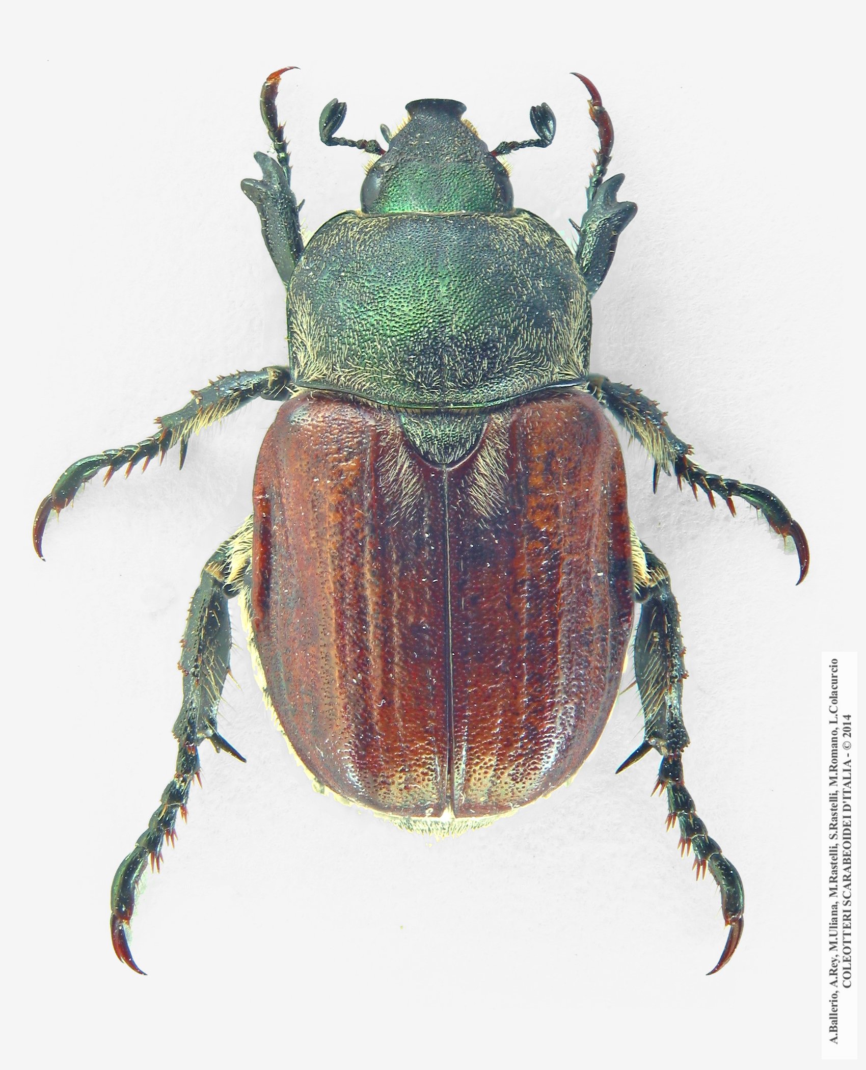 Anisoplia tempestiva, femmina