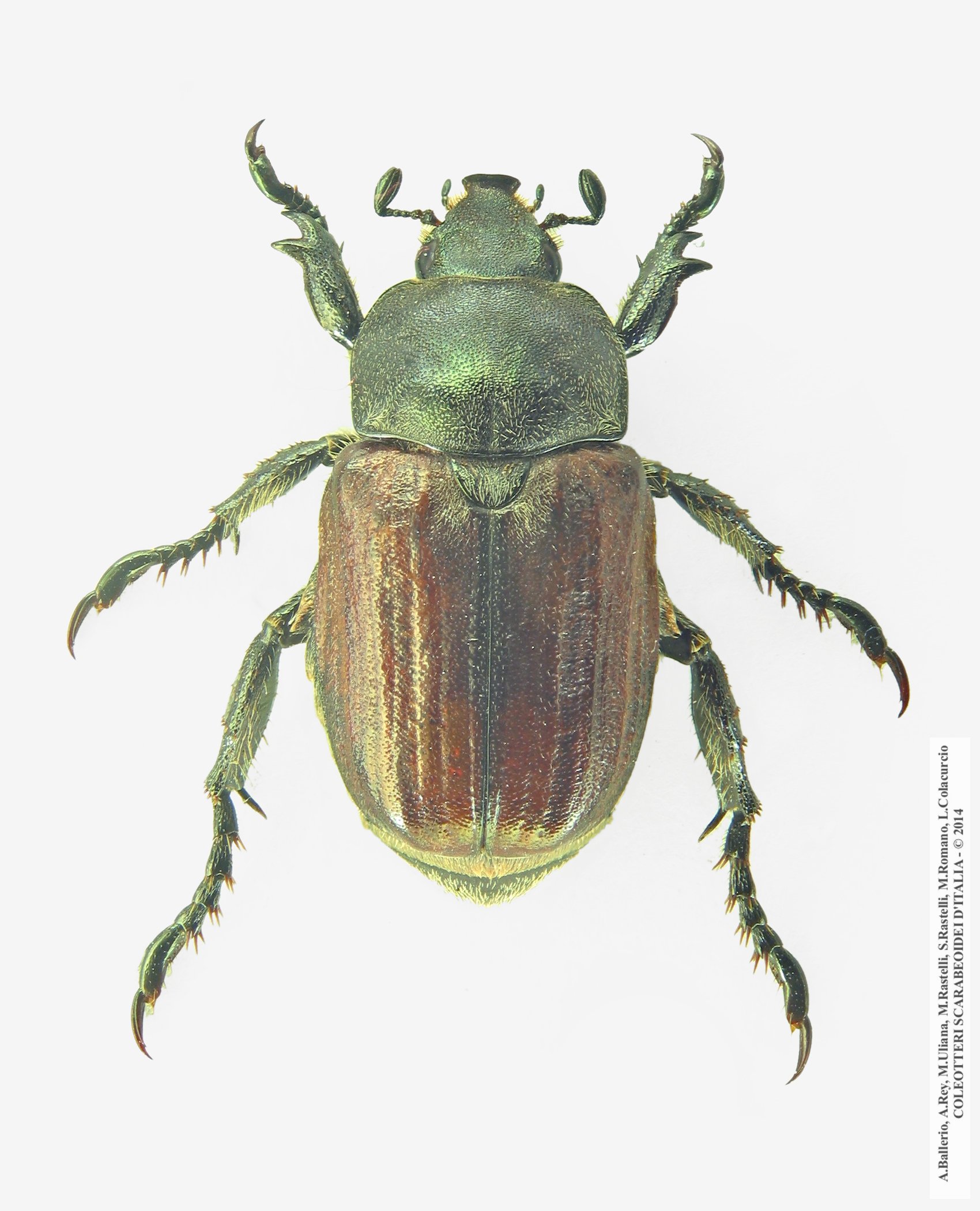 Anisoplia tempestiva, maschio 