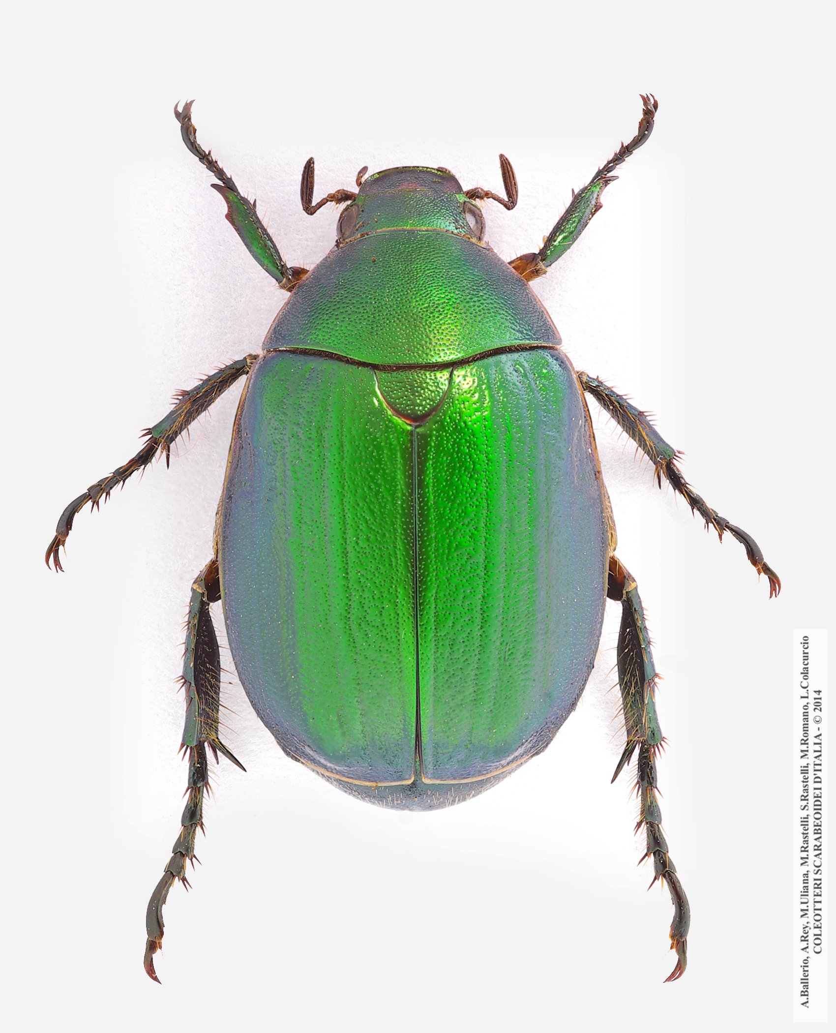 Anomala ausonia, maschio