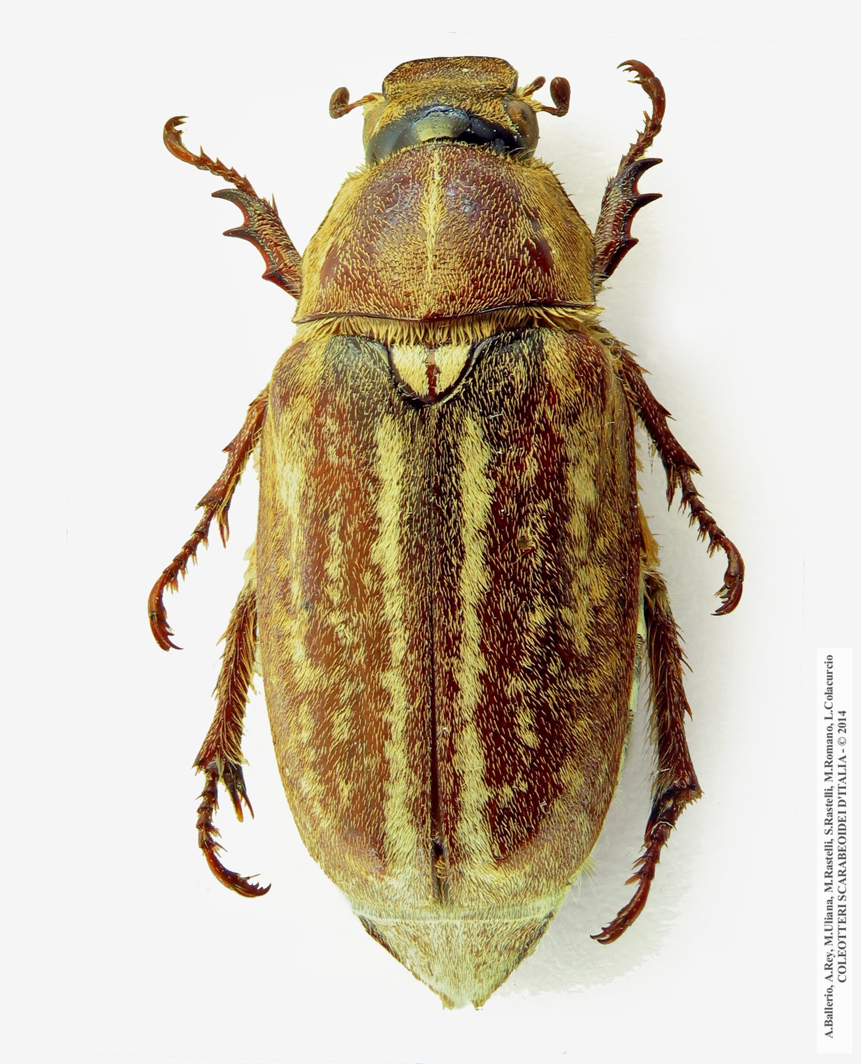 Anoxia australis, femmina