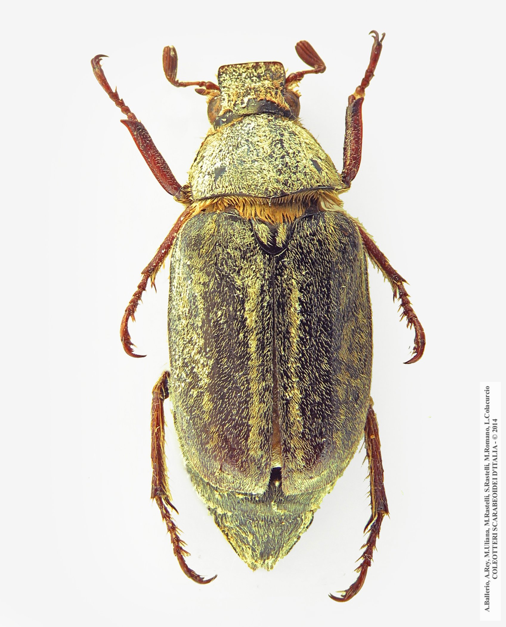 Anoxia australis, maschio