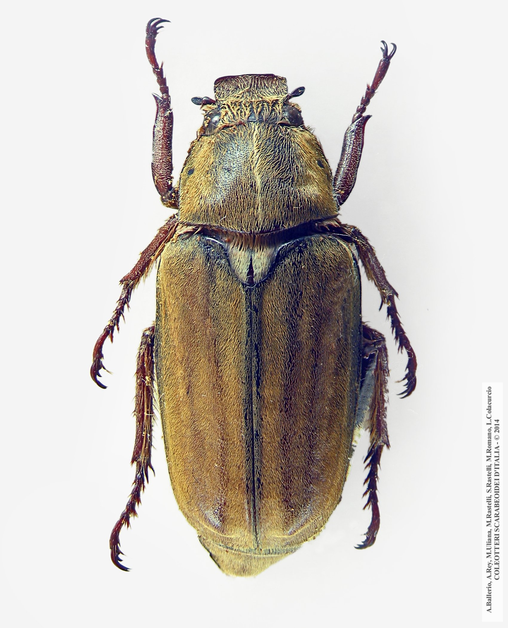 Anoxia matutinalis corsicana, maschio 