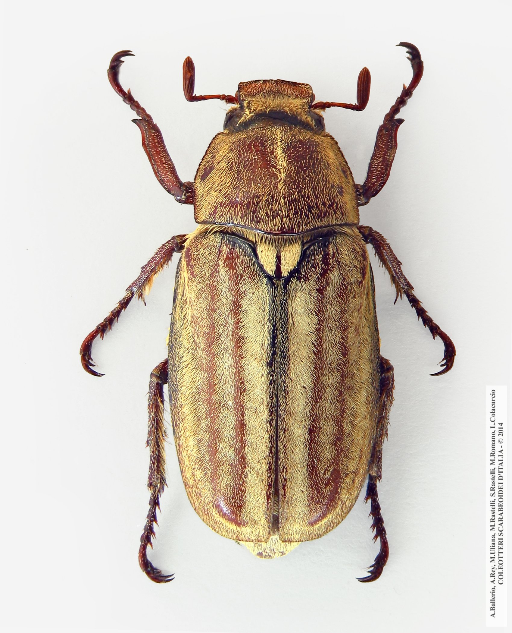 Anoxia matutinalis matutinalis, maschio 