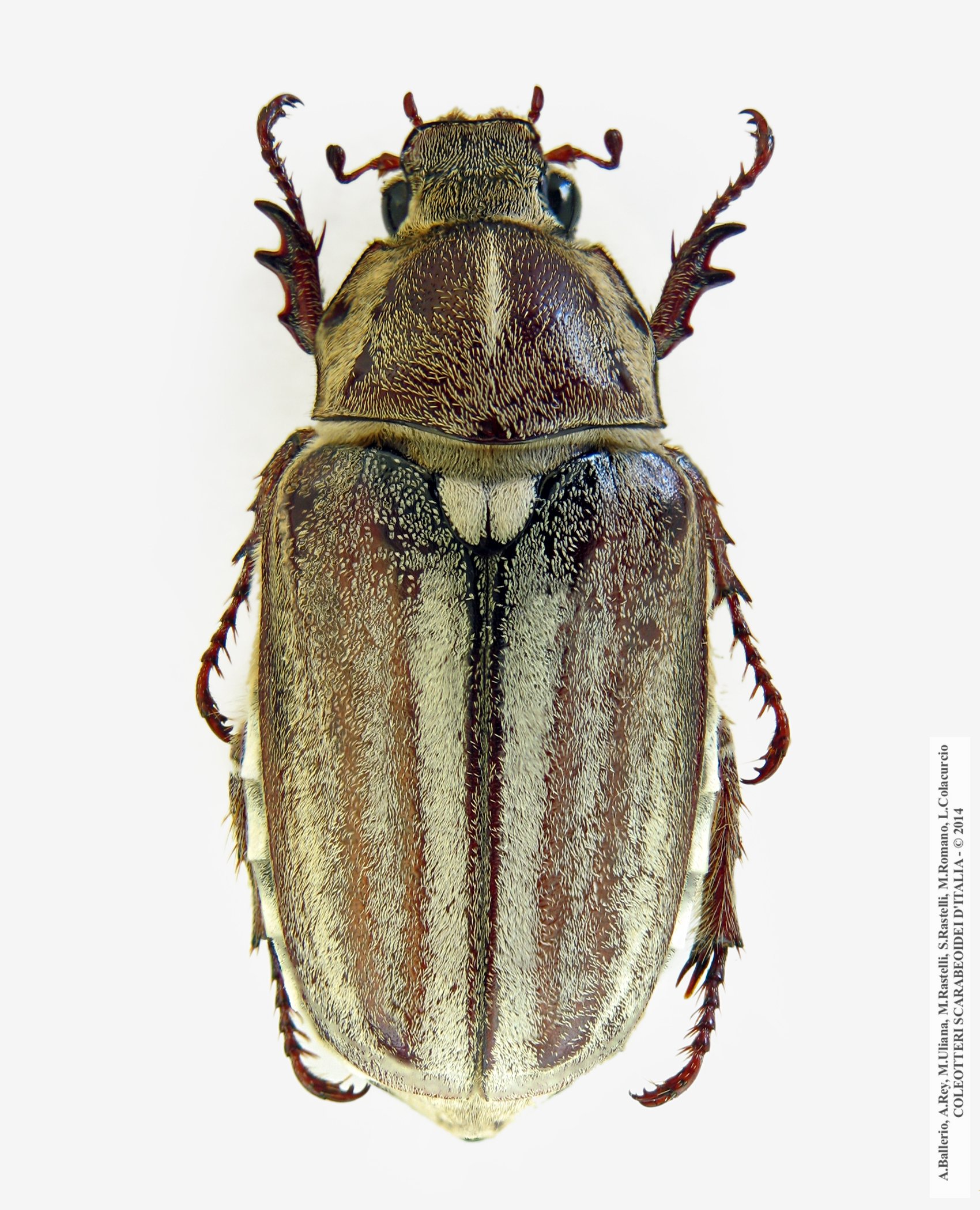 Anoxia matutinalis matutinalis, femmina