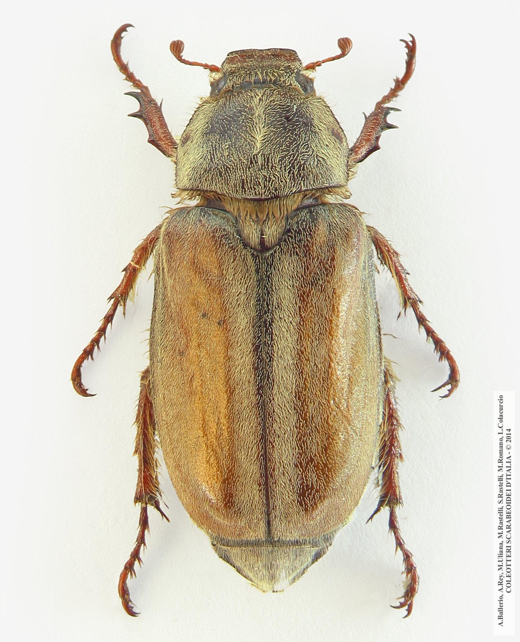 Anoxia matutinalis sardoa, femmina