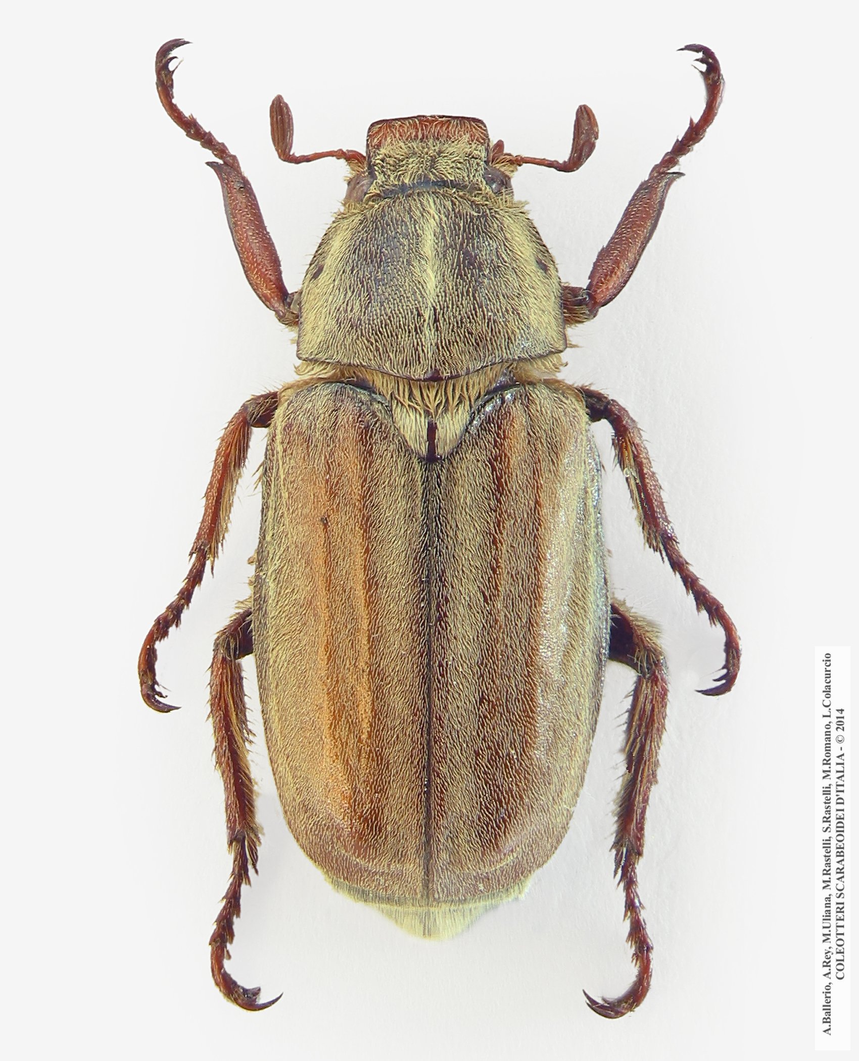 Anoxia matutinalis sardoa, maschio