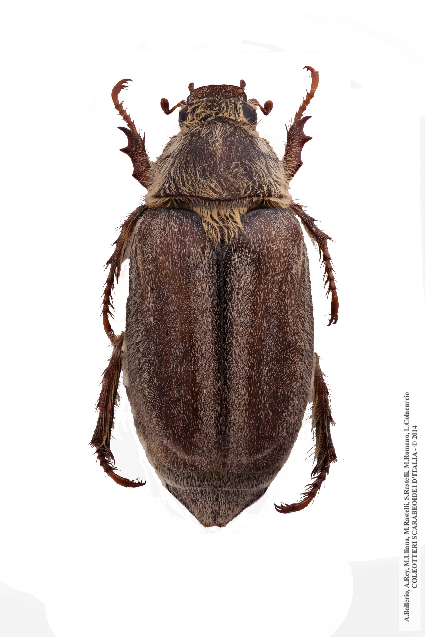 Anoxia matutinalis thumseri, femmina