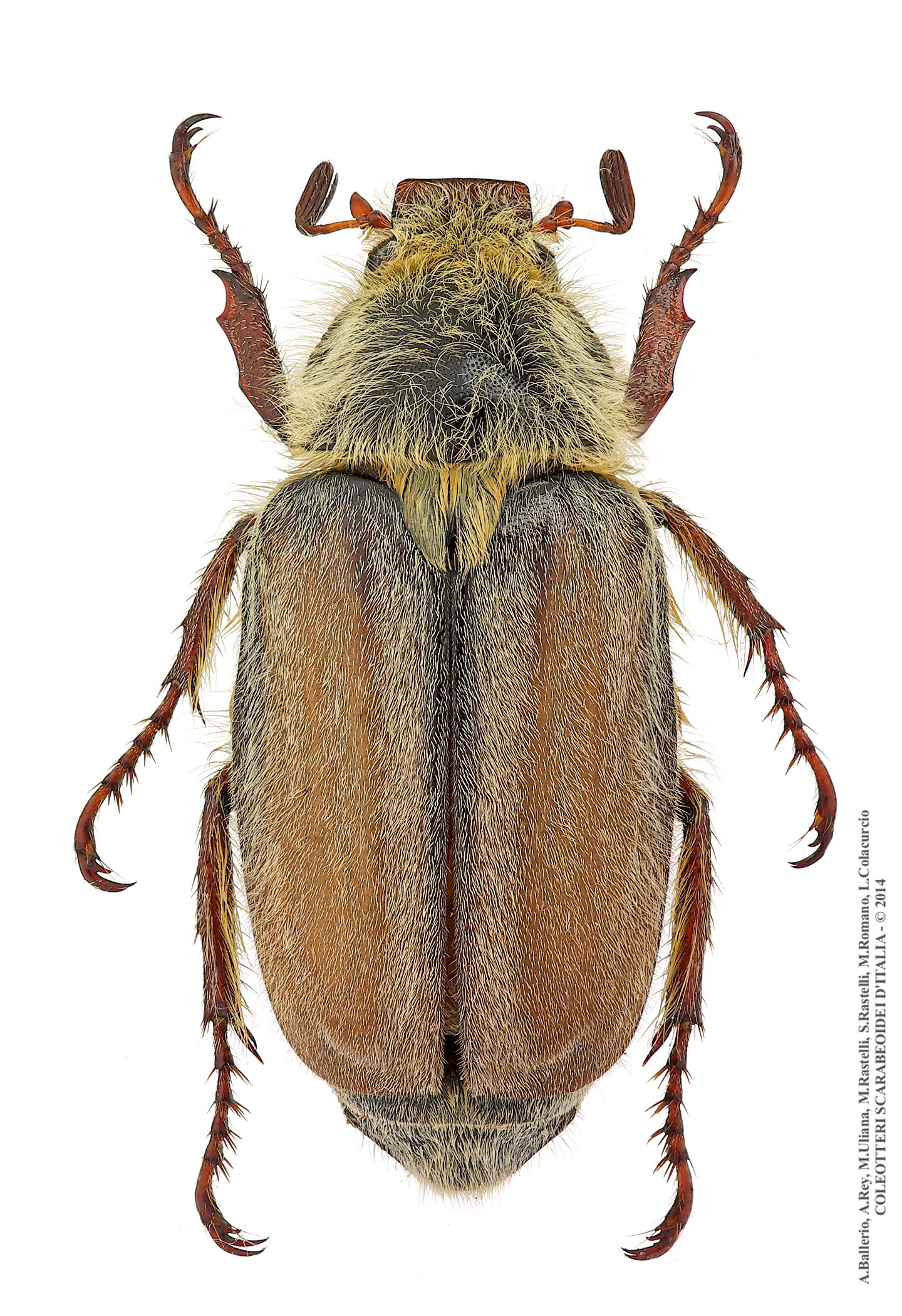 Anoxia matutinalis thumseri, maschio