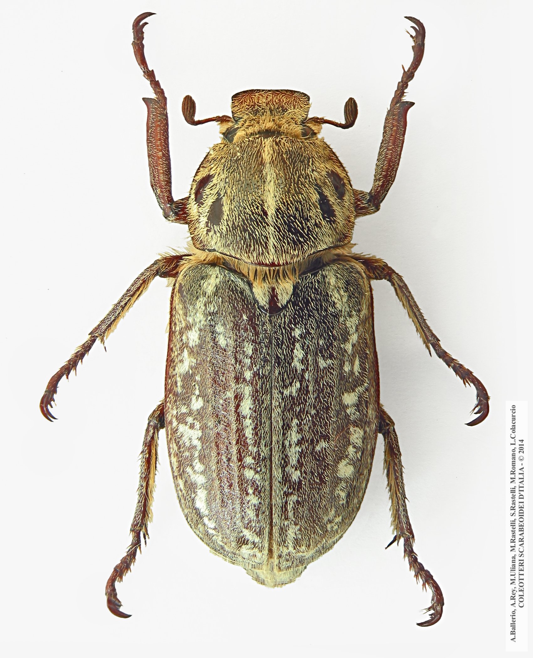 Anoxia orientalis, maschio