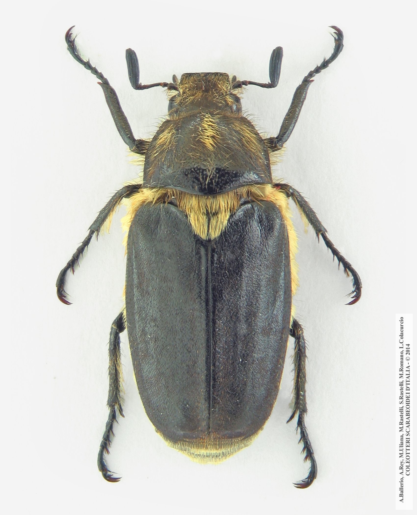 Anoxia scutellaris scutellaris, maschio