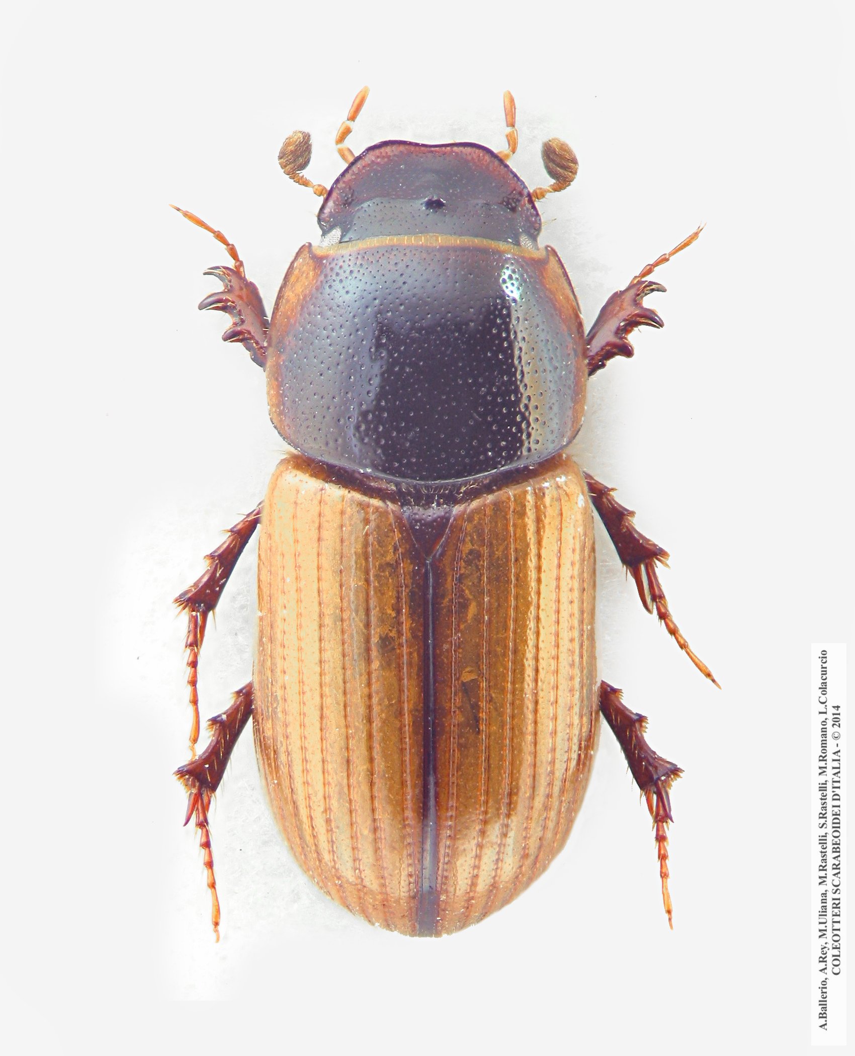 Bodiloides ictericus ghardimaouensis