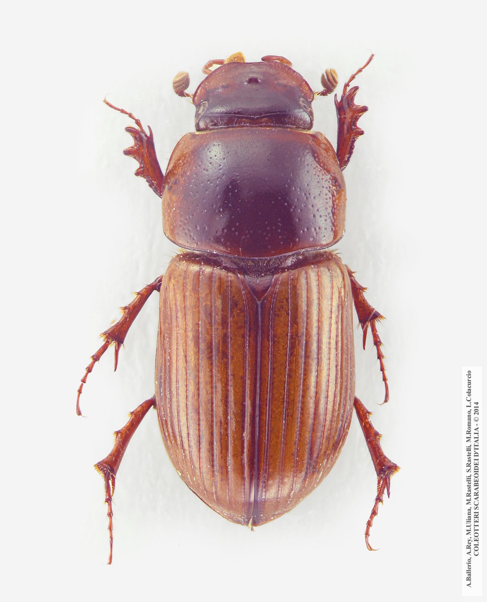 Bodilopsis sordida sordida