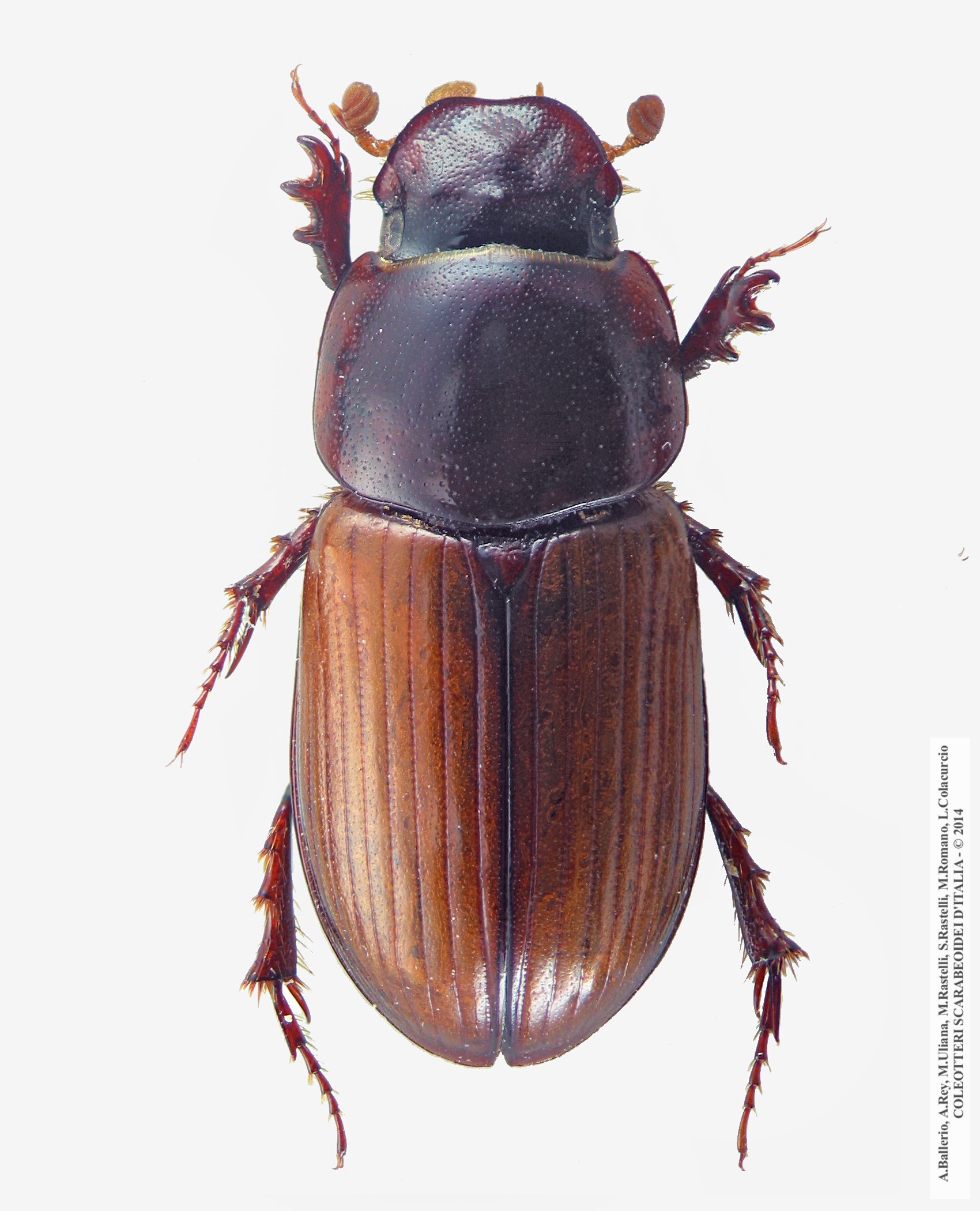 Bodilus lugens
