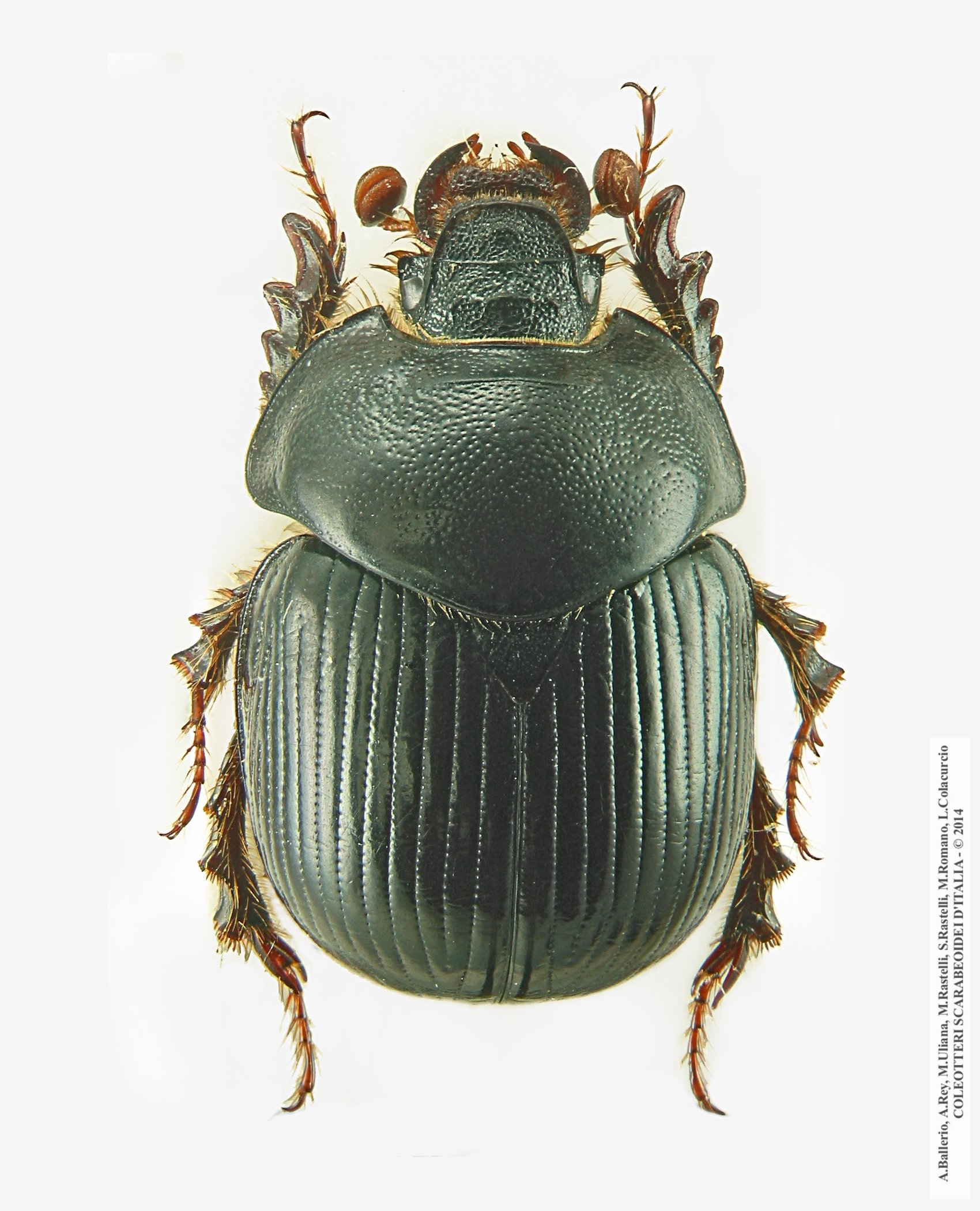 Bolbelasmus gallicus, femmina