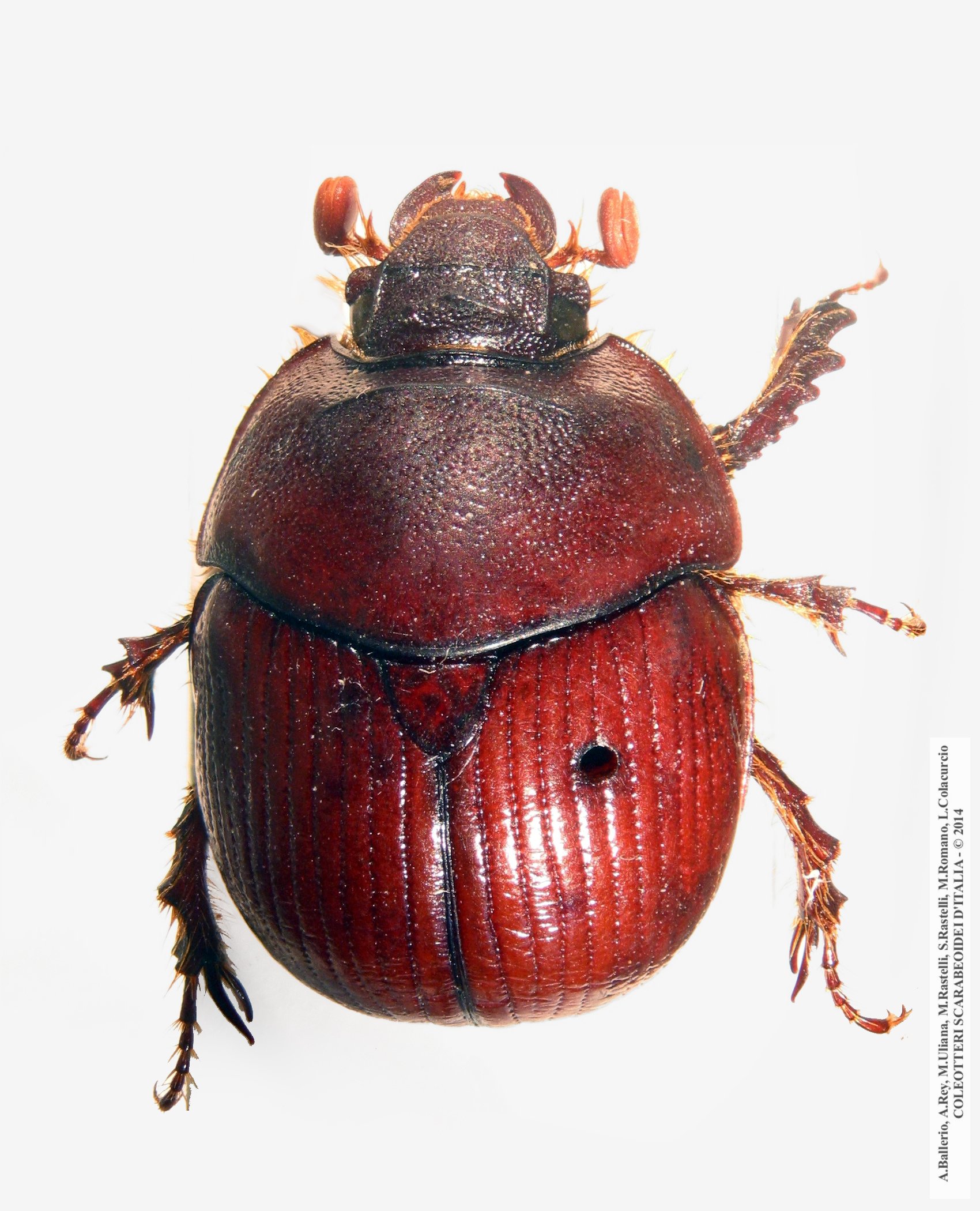 Bolbelasmus unicornis, femmina