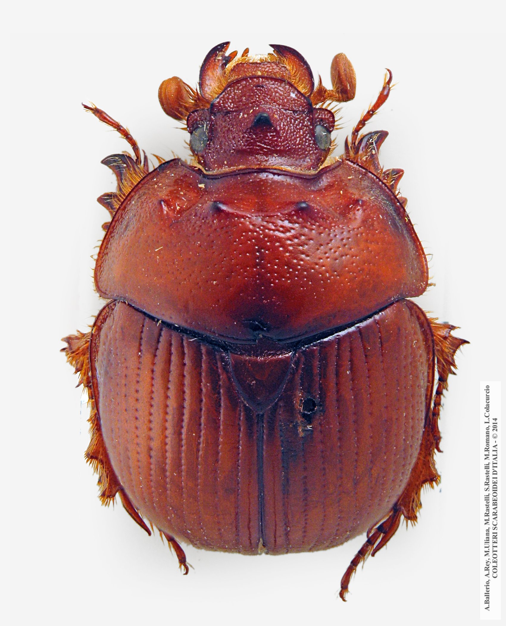Bolbelasmus unicornis, maschio