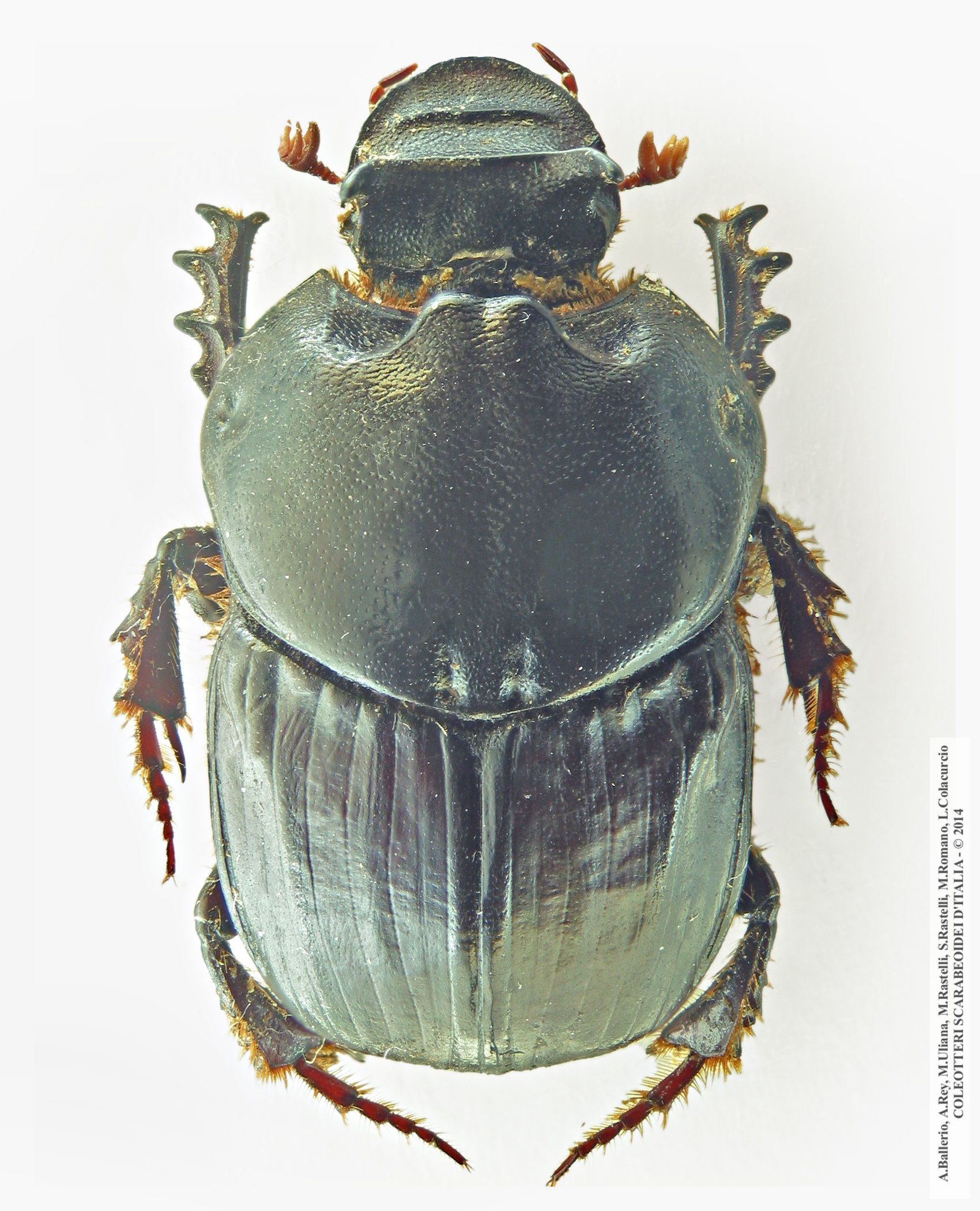 Bubas bubaloides, maschio