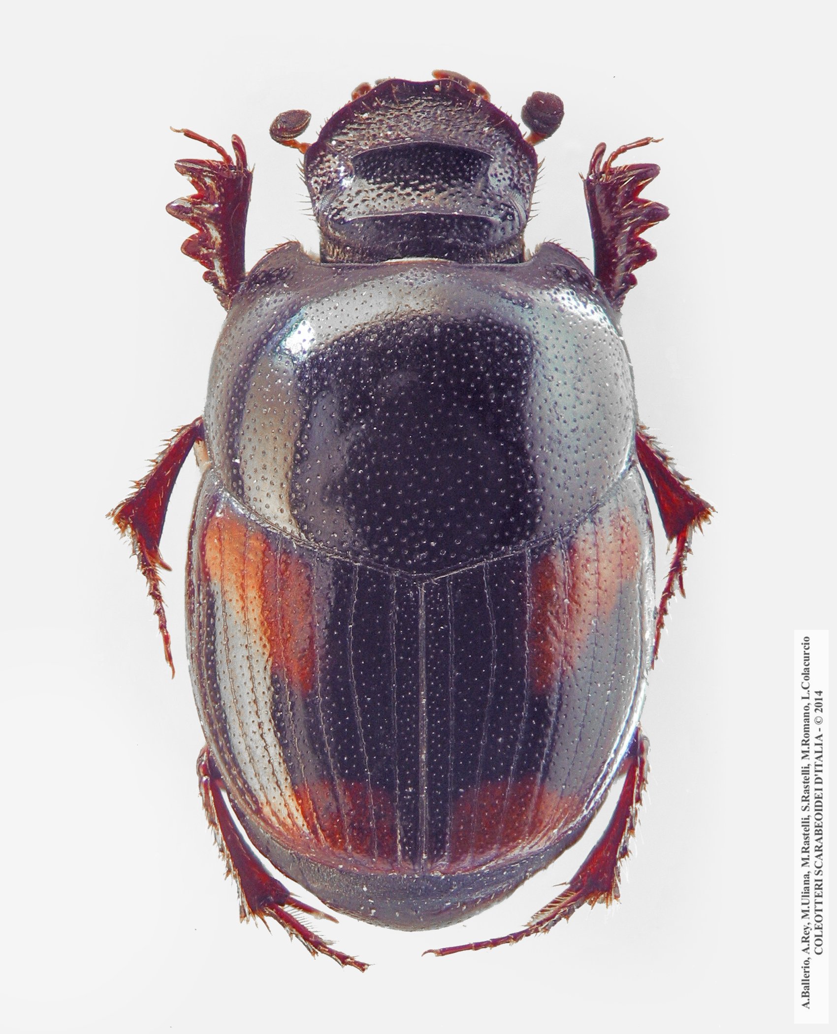 Caccobius schreberi, femmina