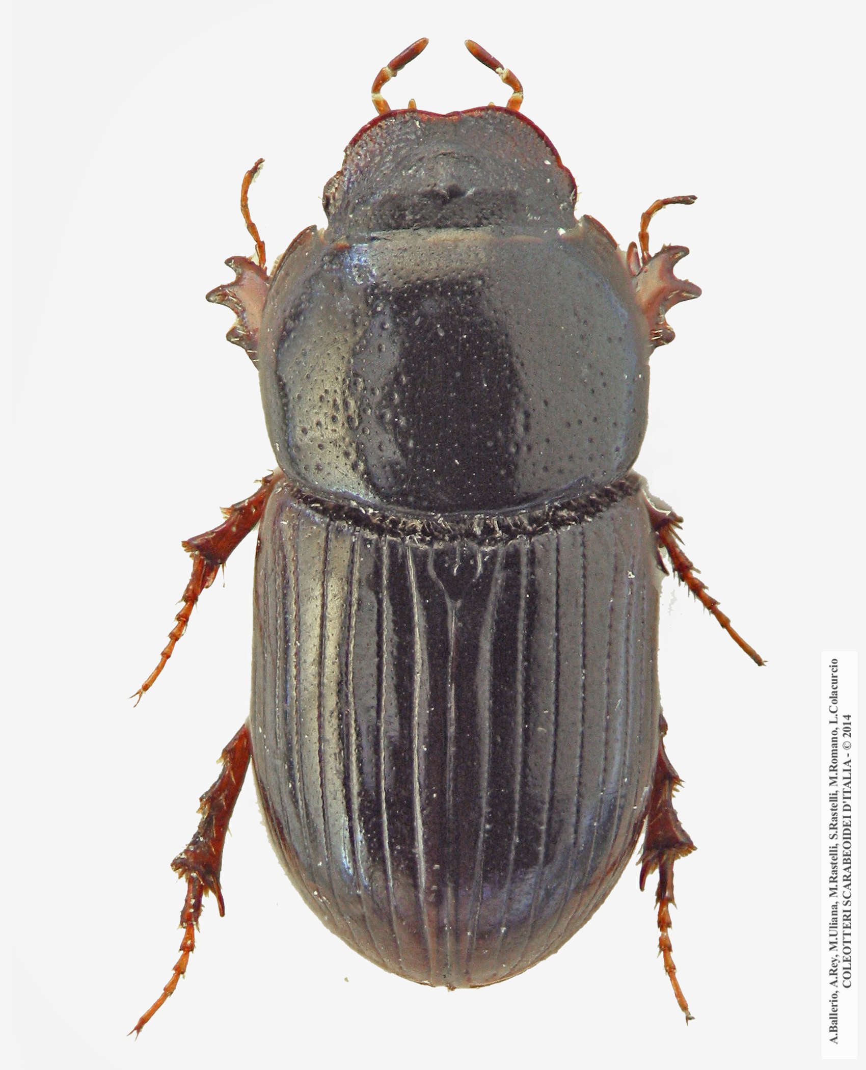 Calamosternus algiricus