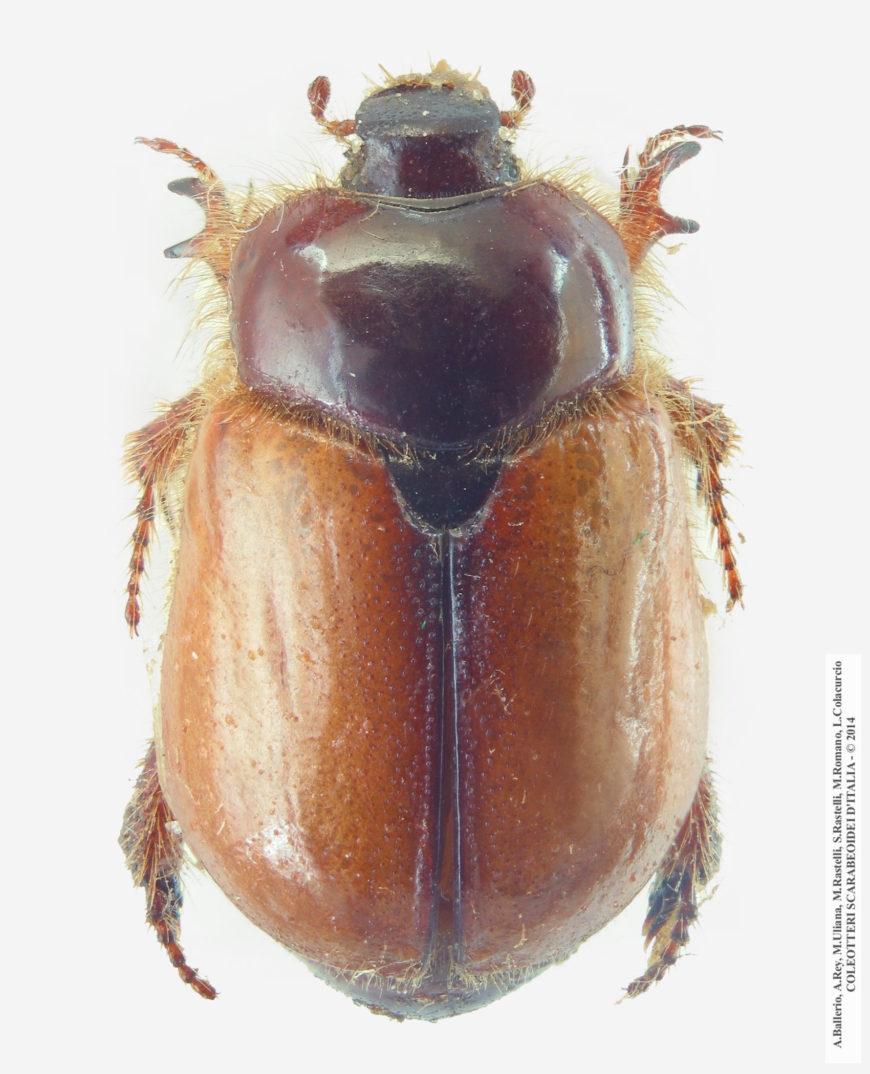Calicnemis latreillii, femmina