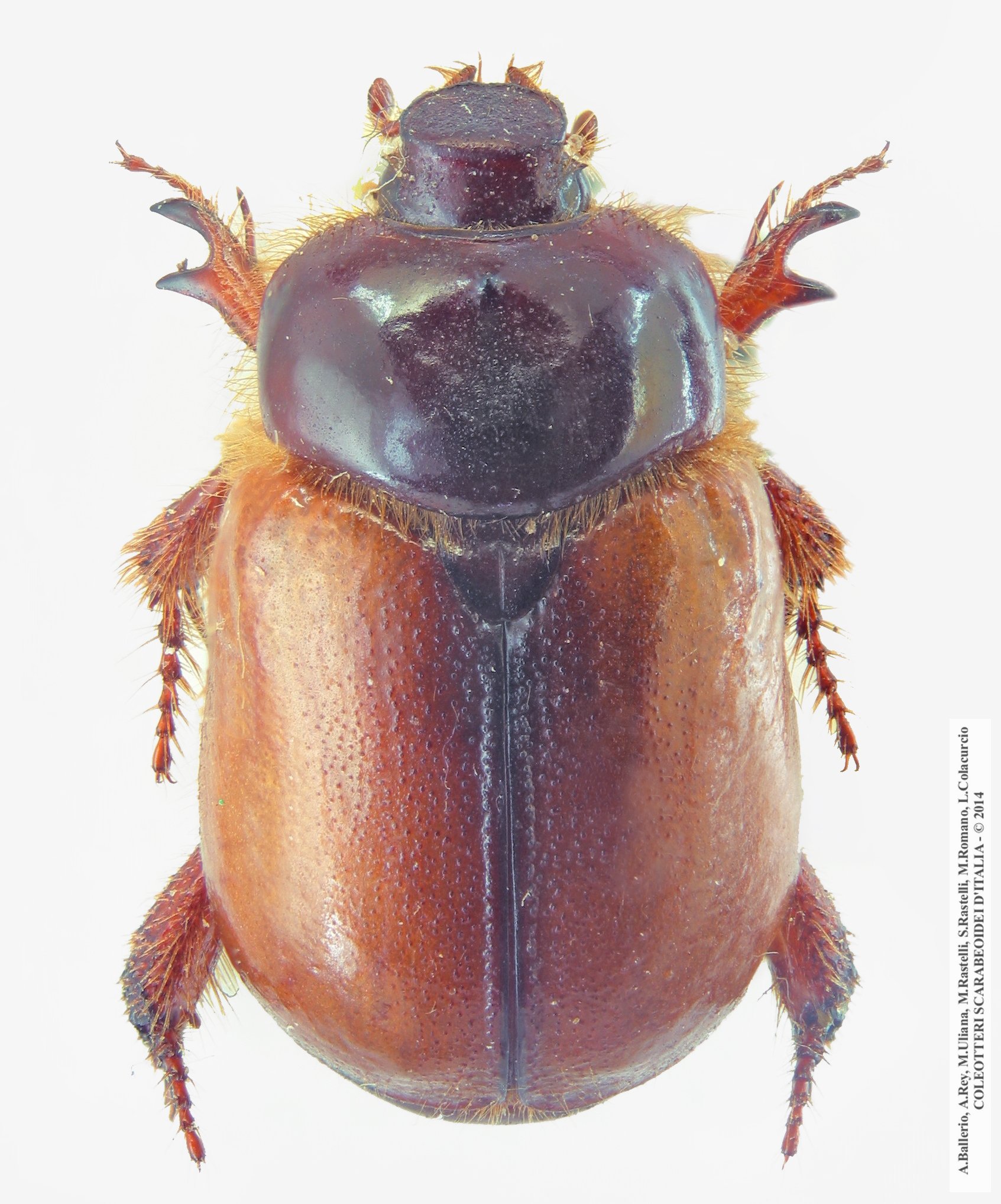 Calicnemis latreillii, maschio