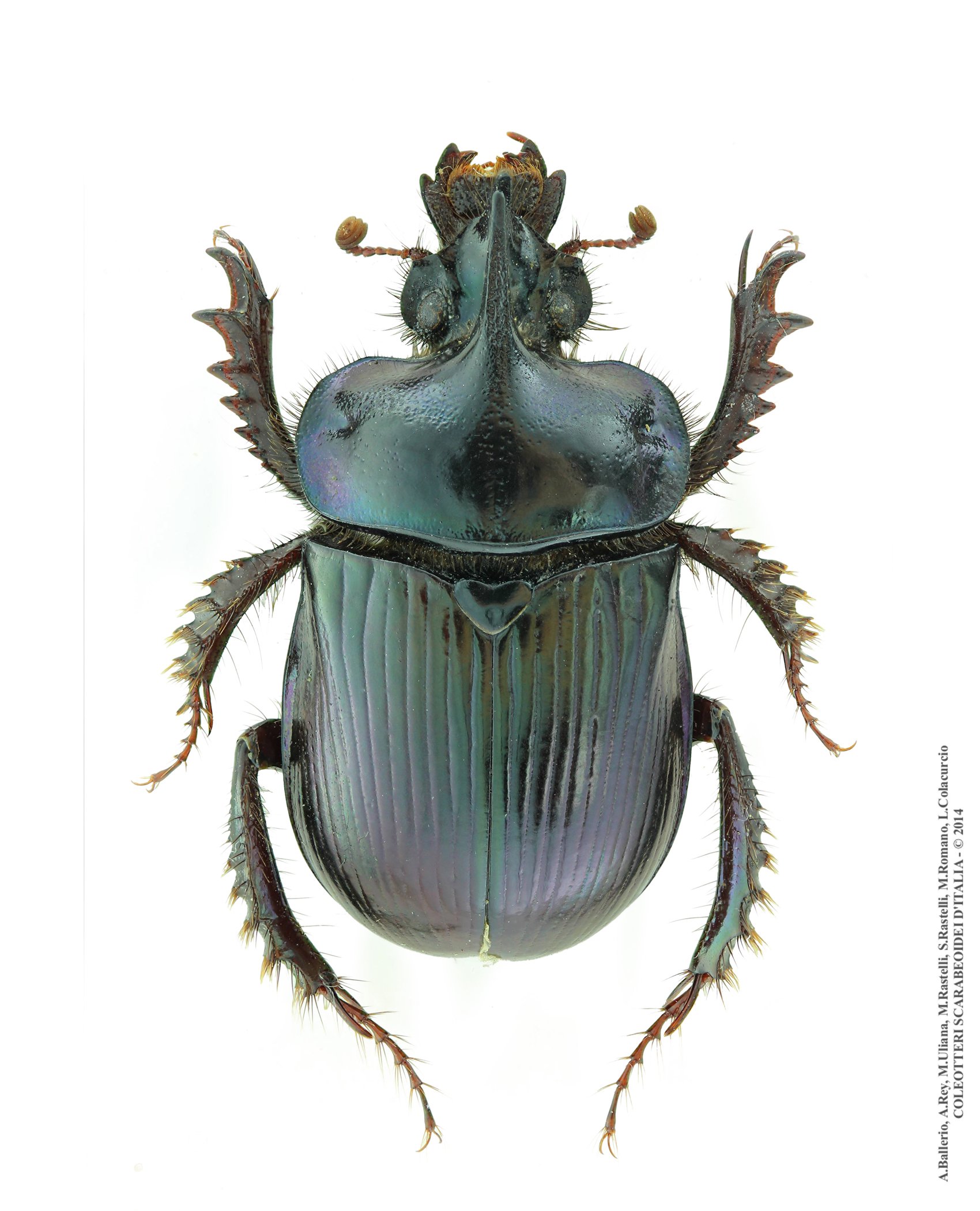 Ceratophyus rossii, maschio