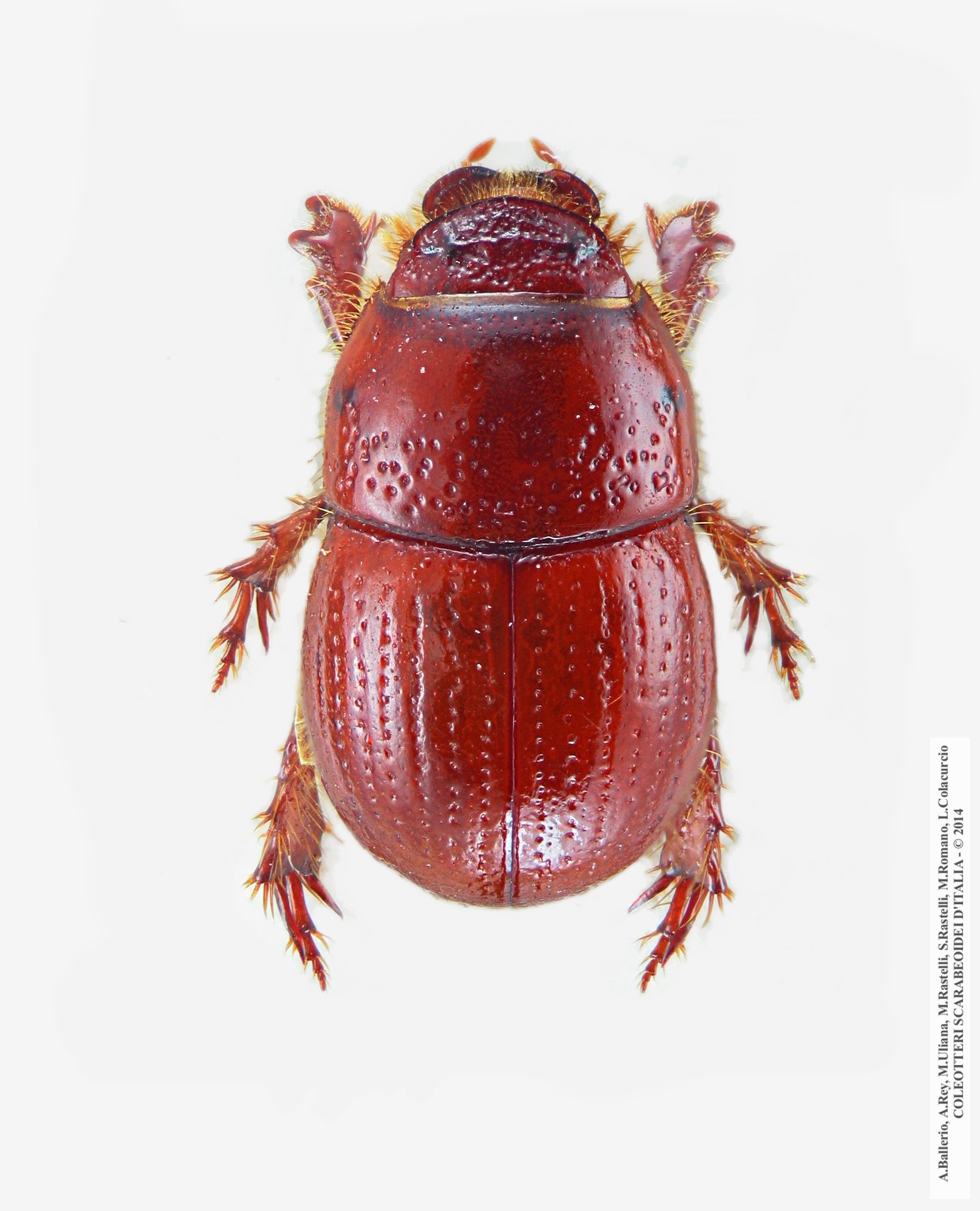 Chaetonix robustus liguricus