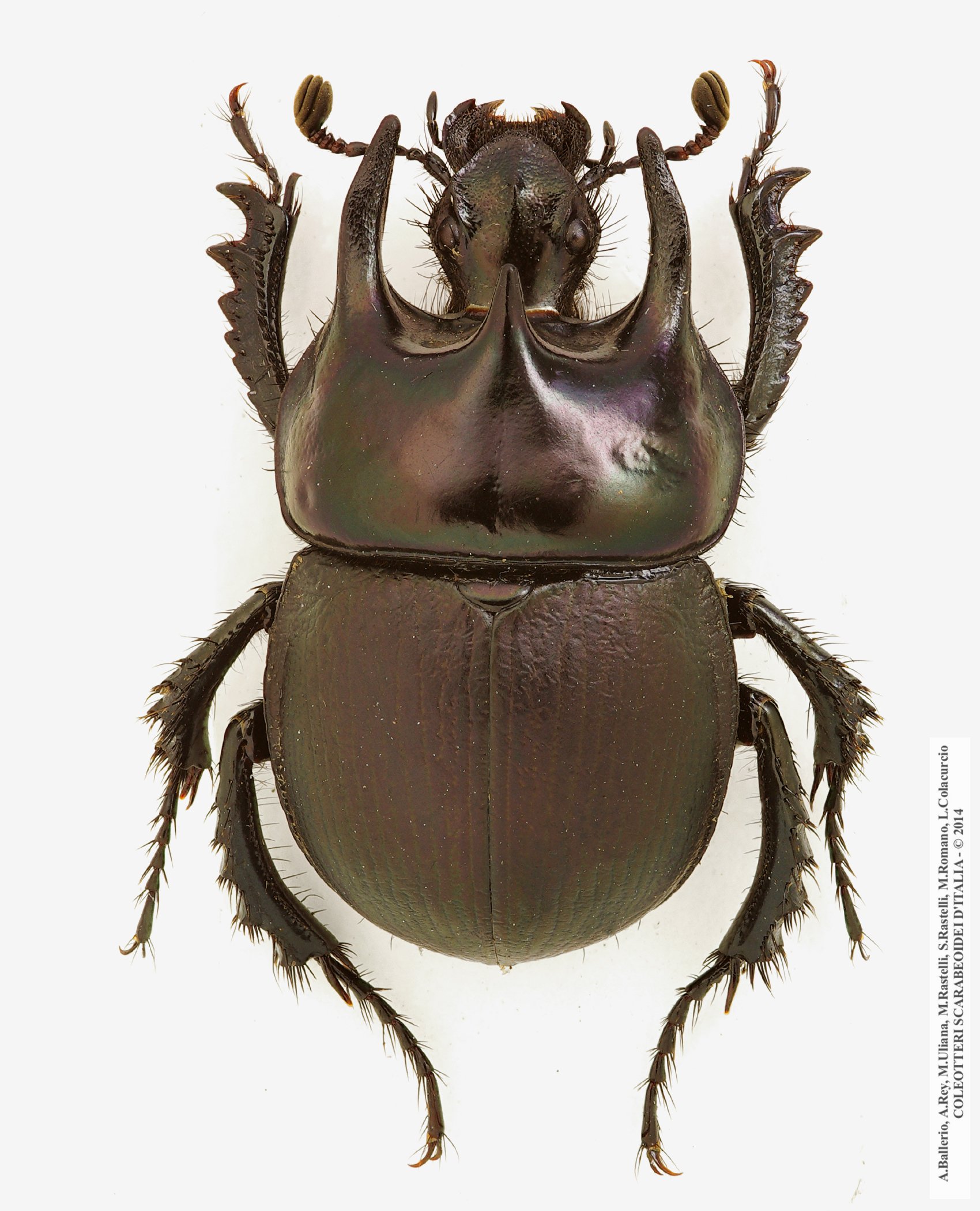 Chelotrupes  matutinalis, maschio