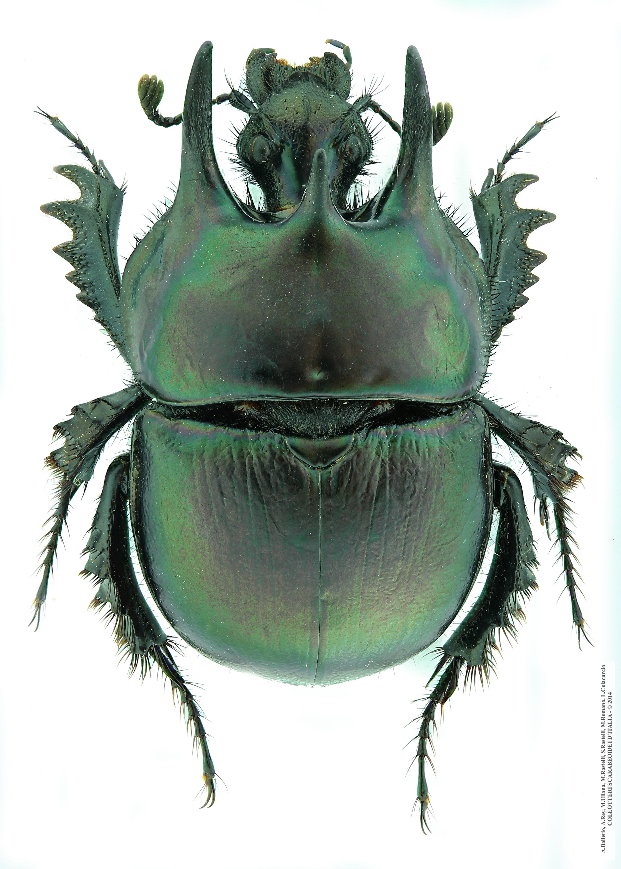 Chelotrupes hiostius, maschio