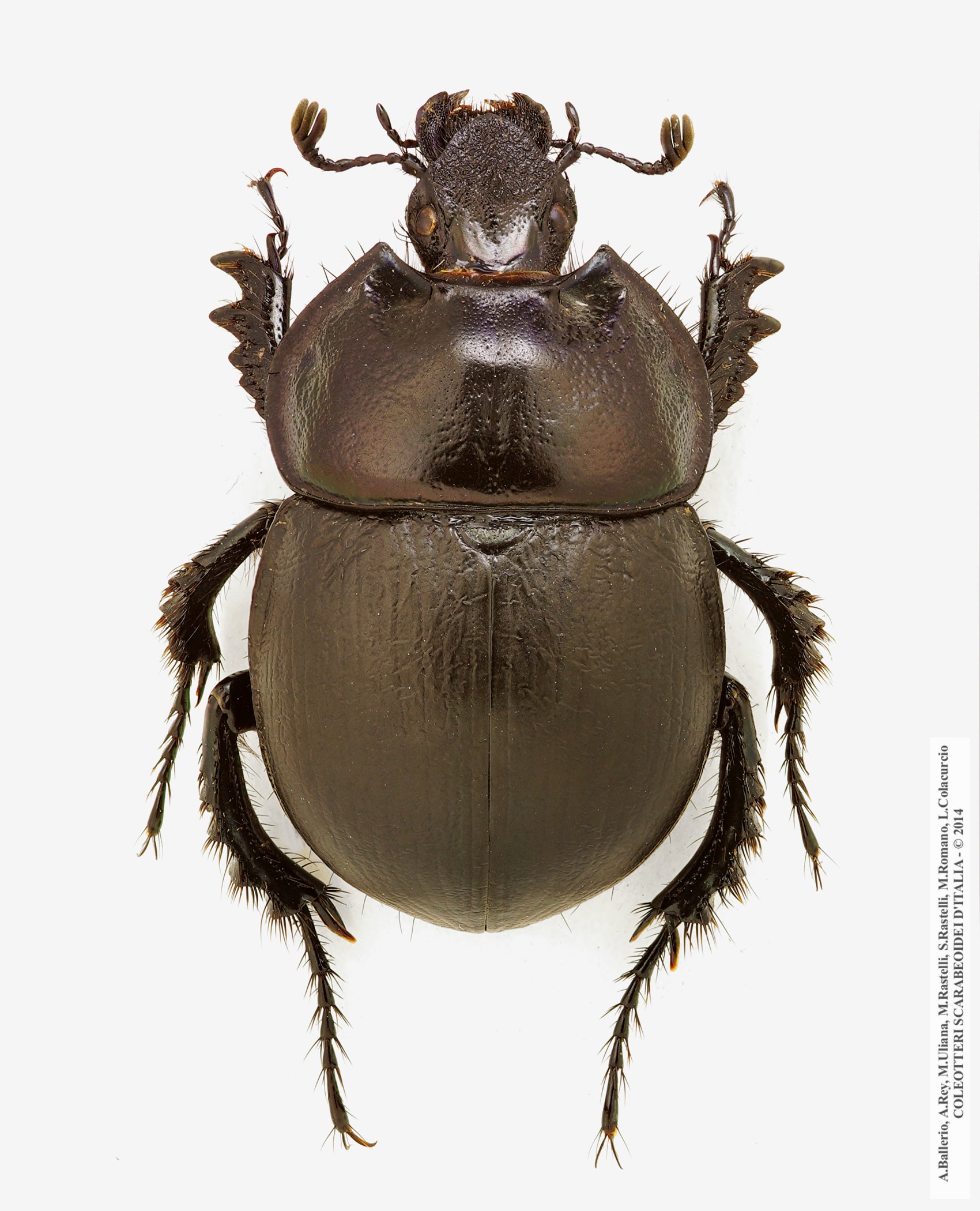 Chelotrupes matutinalis, femmina 