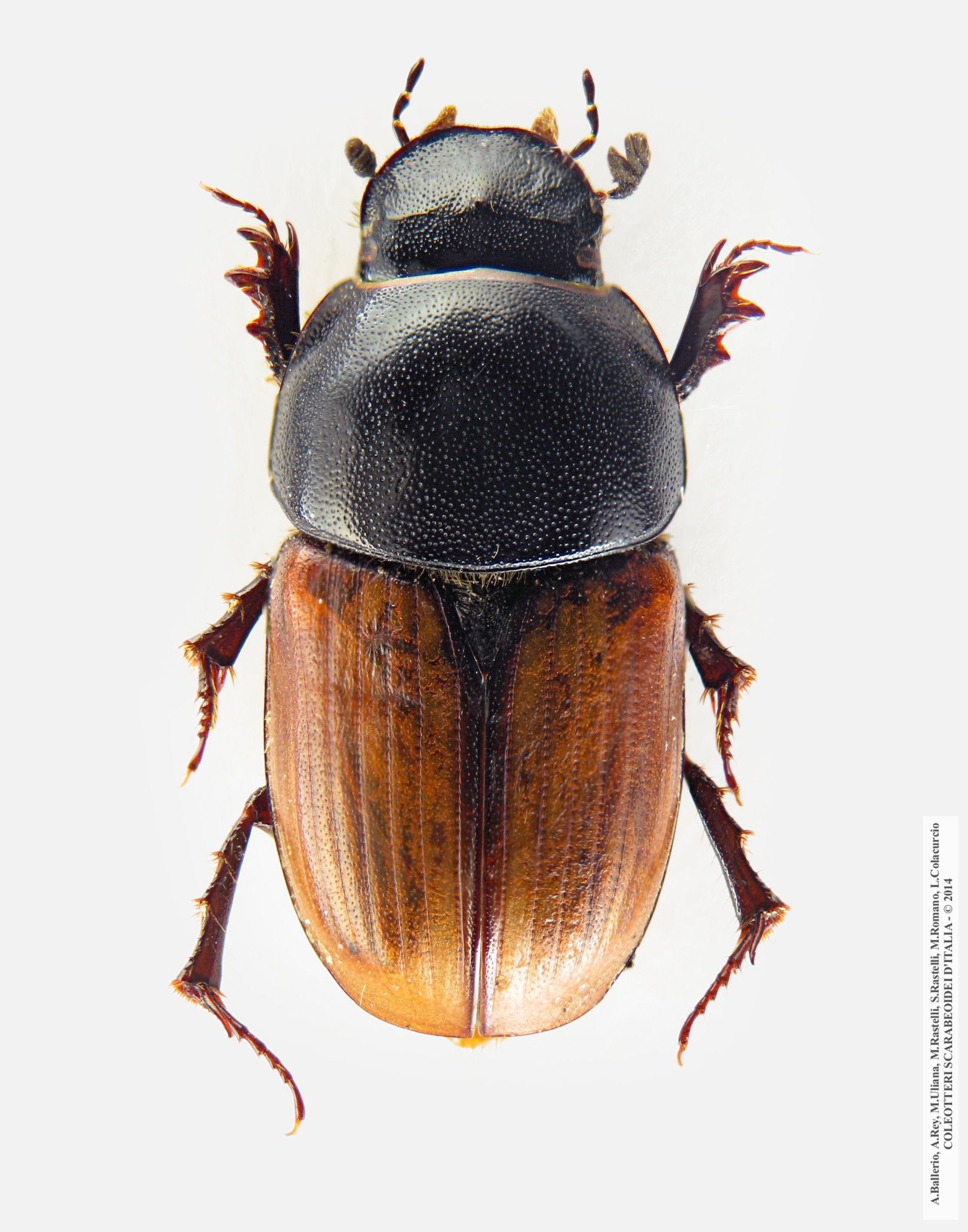 Colobopterus erraticus