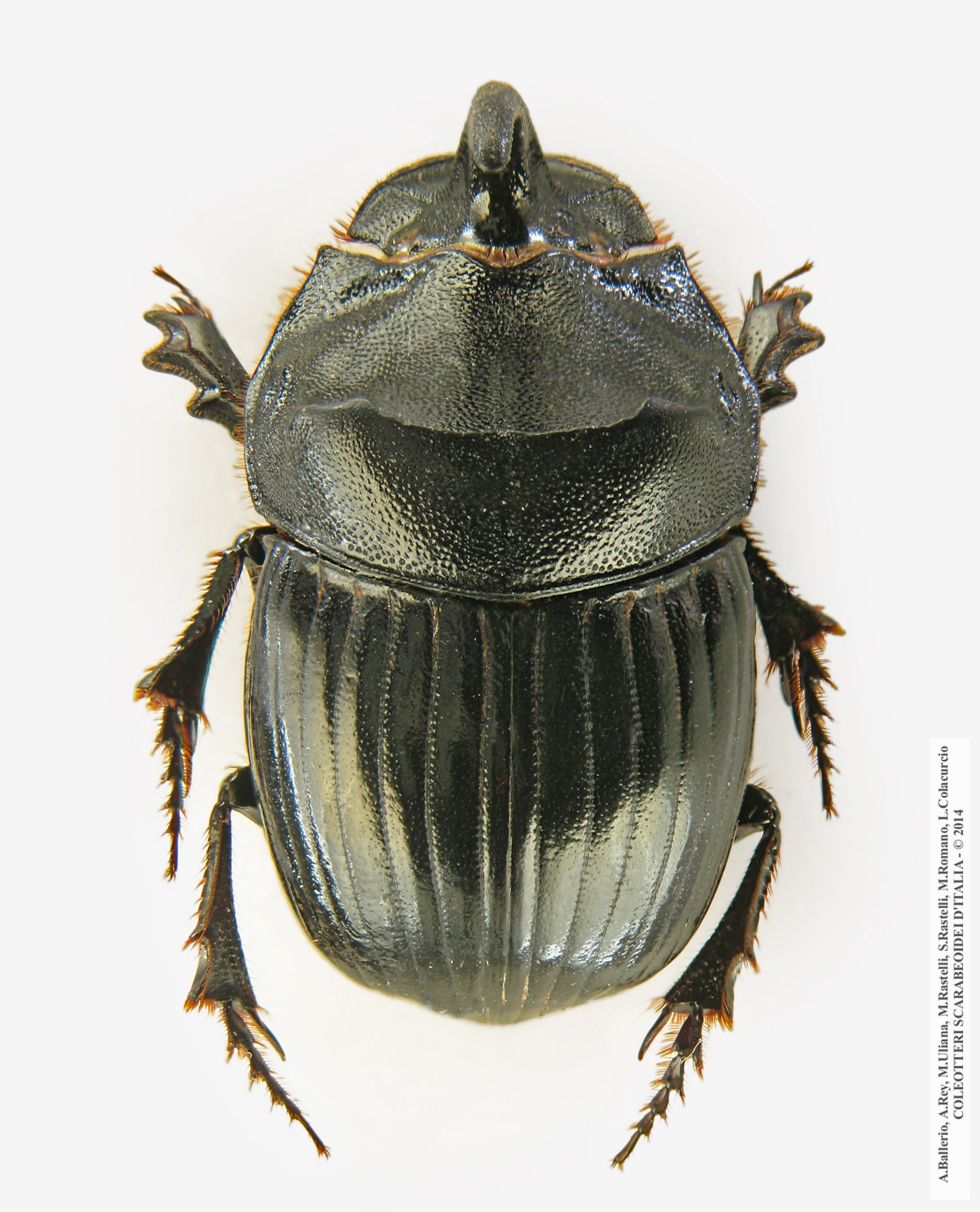 Copris hispanus hispanus, maschio