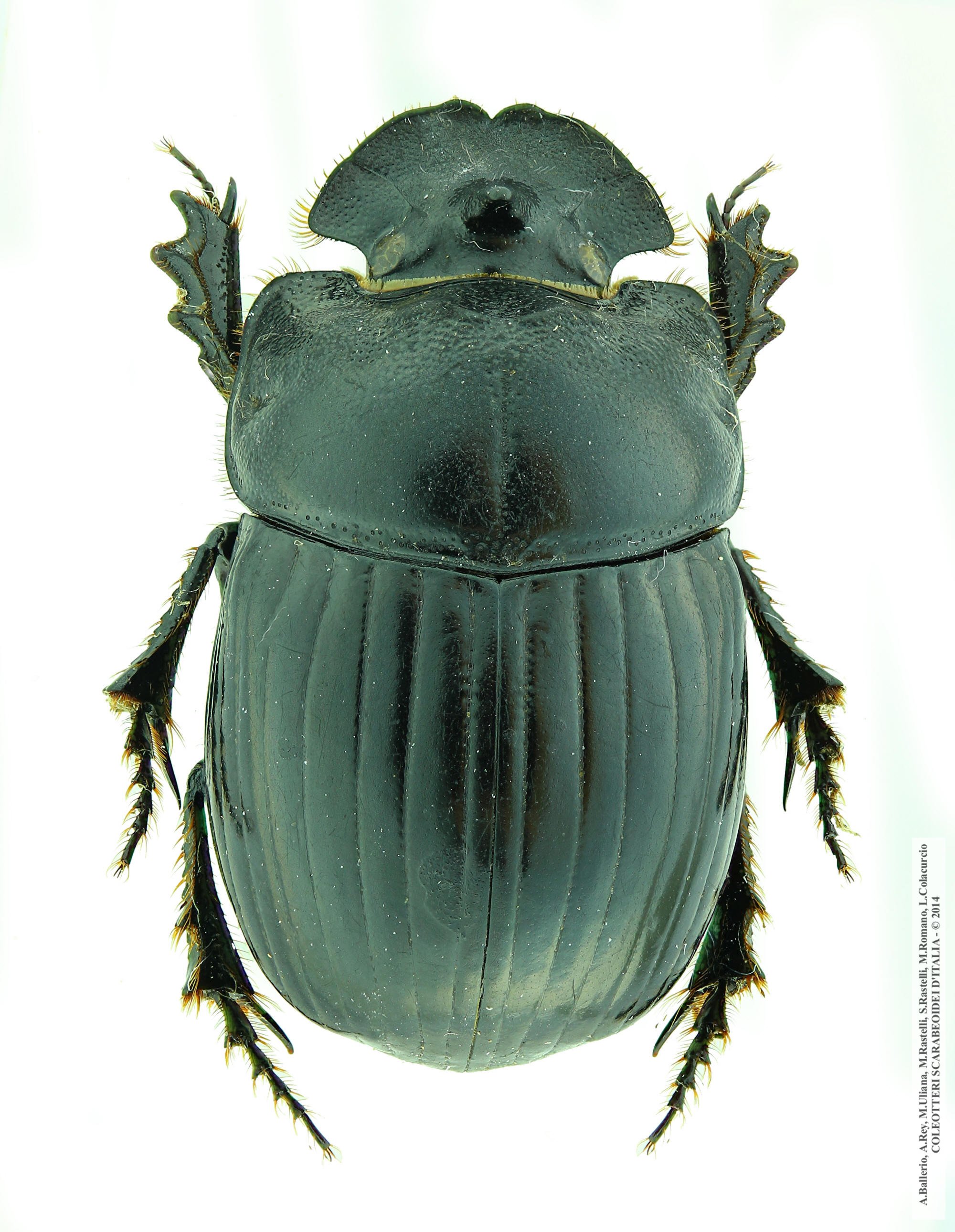 Copris lunaris, femmina