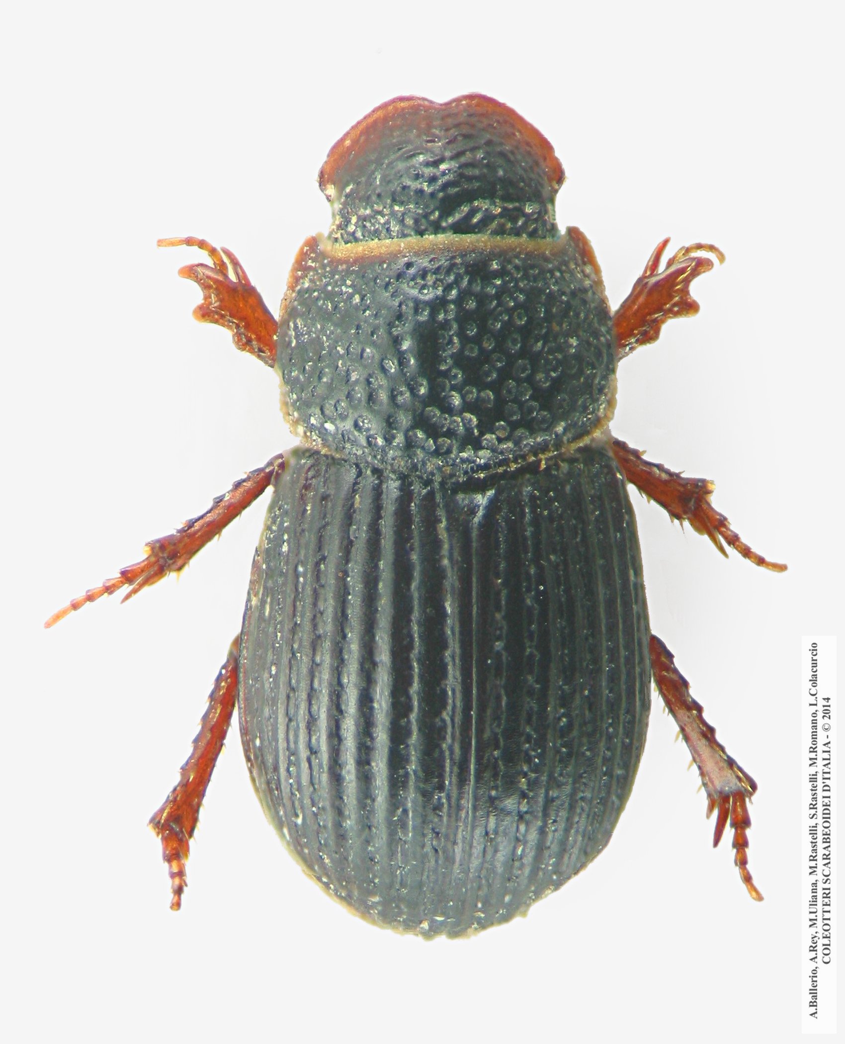 Diastictus vulneratus