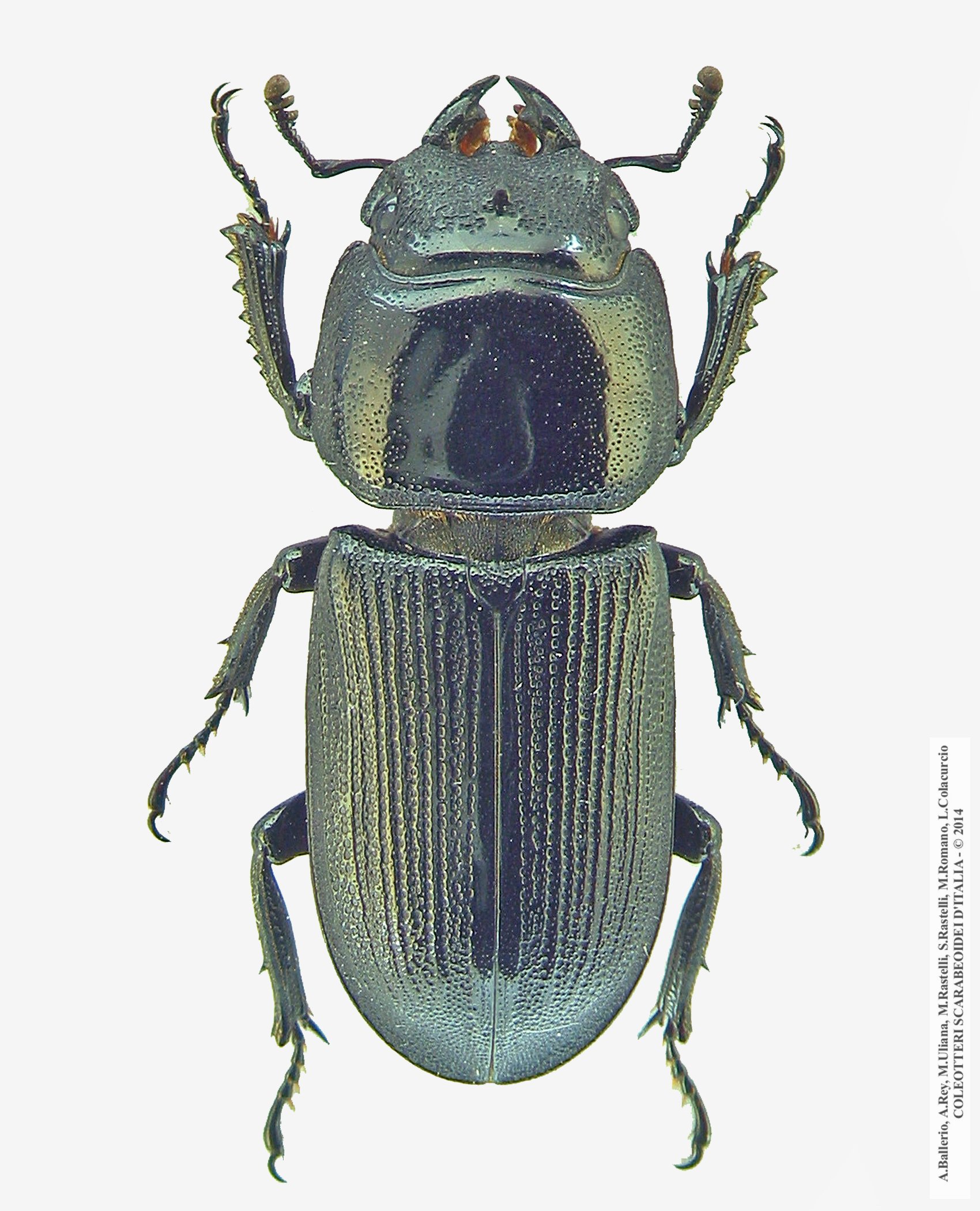 Dorcus musimon, femmina