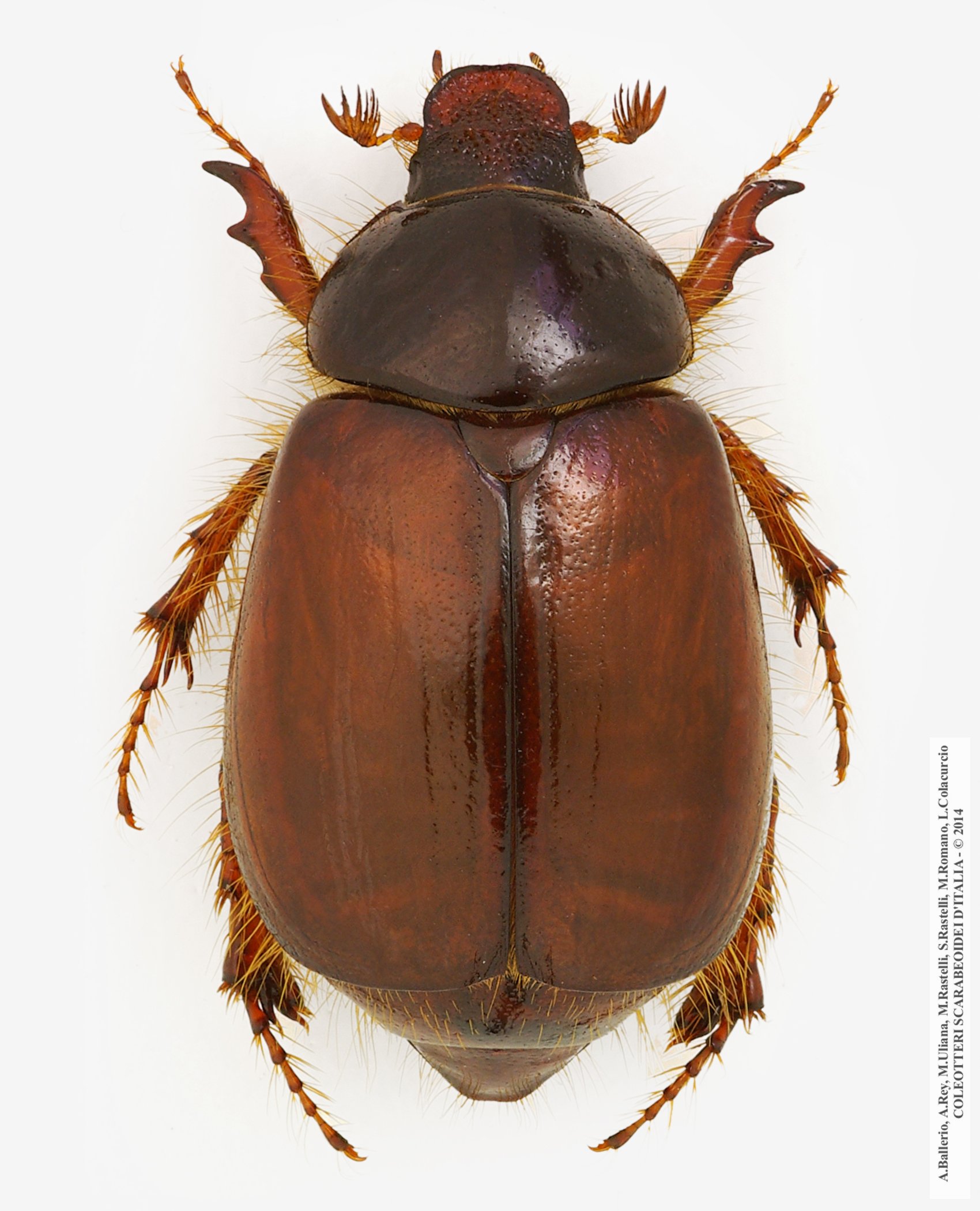 Elaphocera erichsoni, femmina