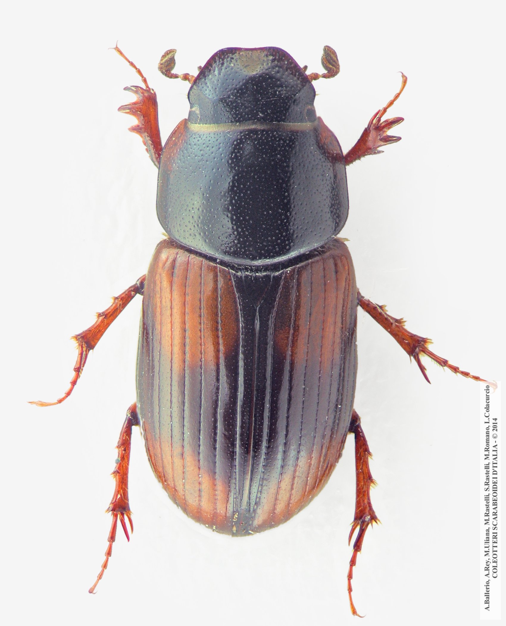 Eudolus quadriguttatus, maschio