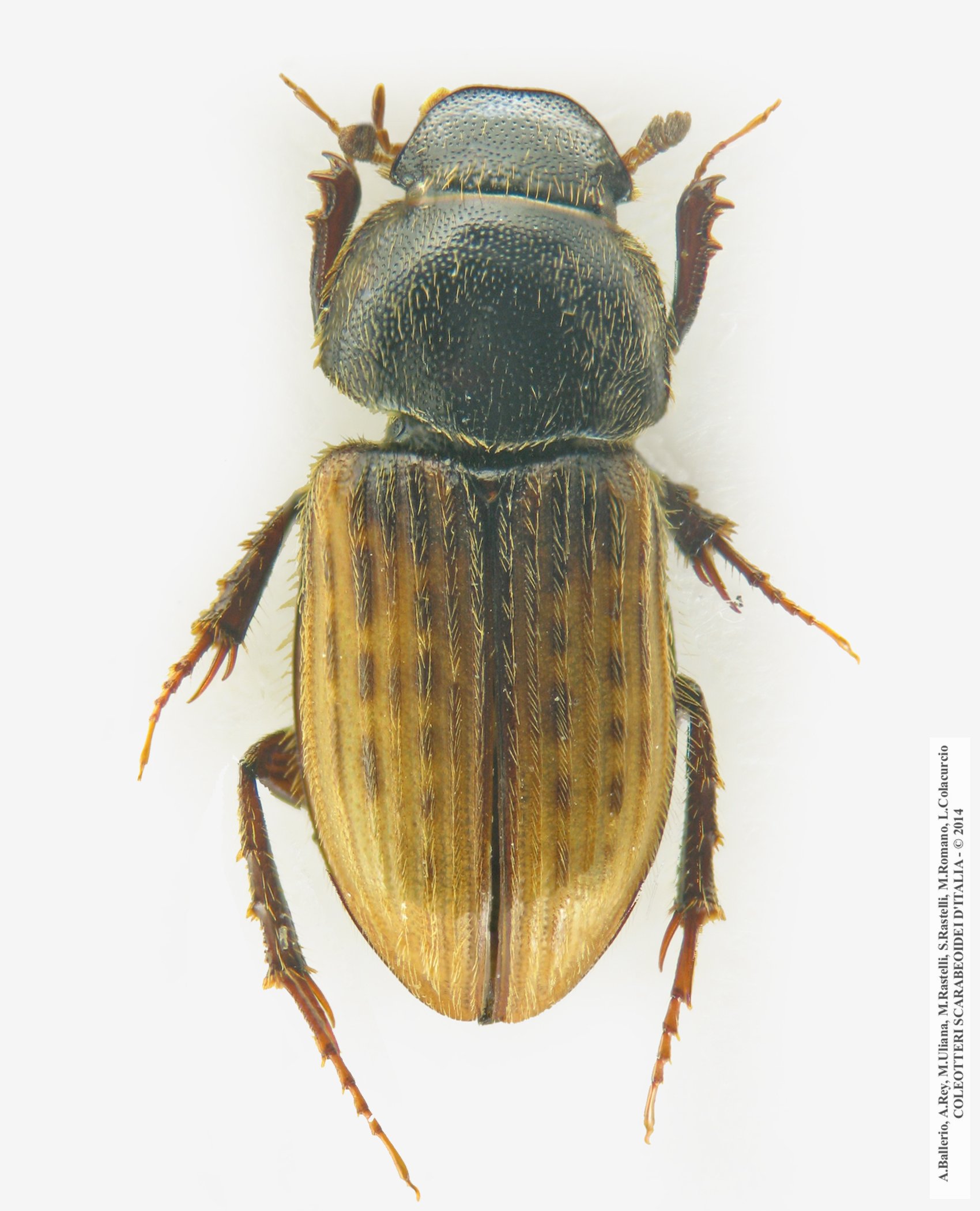 Euheptaulacus carinatus carinatus, maschio
