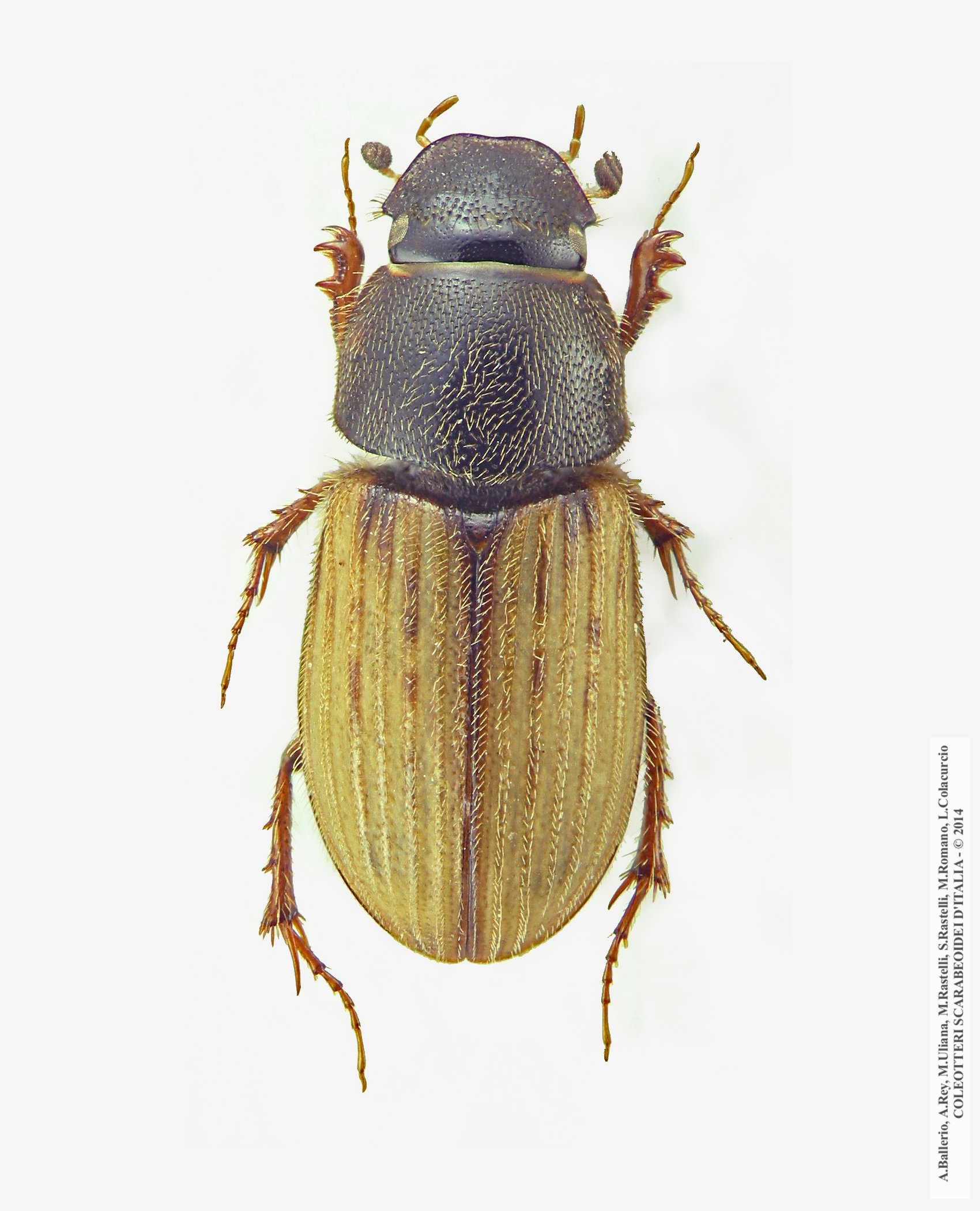 Euheptaulacus carinatus brutius, femmina