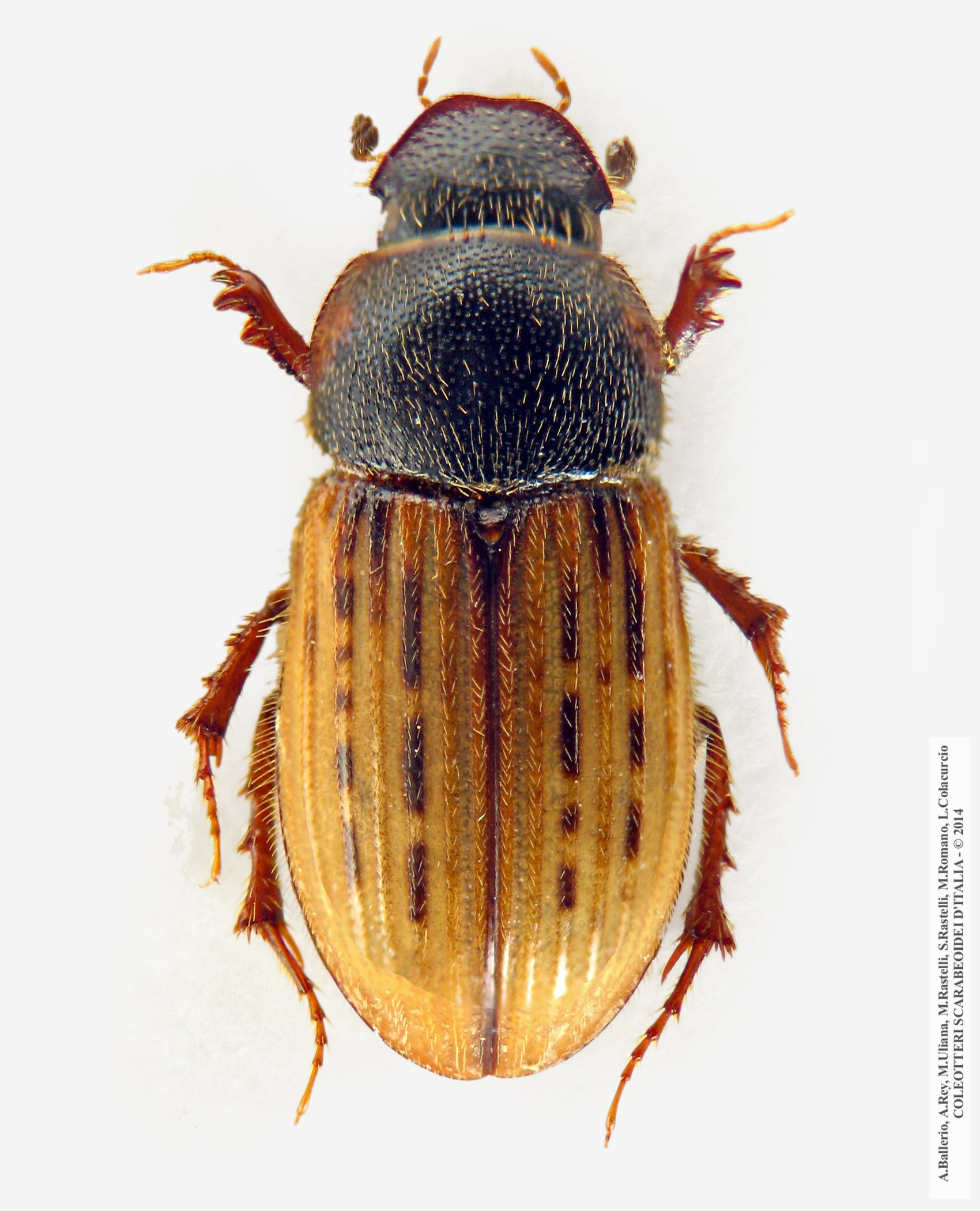 Euheptaulacus carinatus esuriens, femmina 