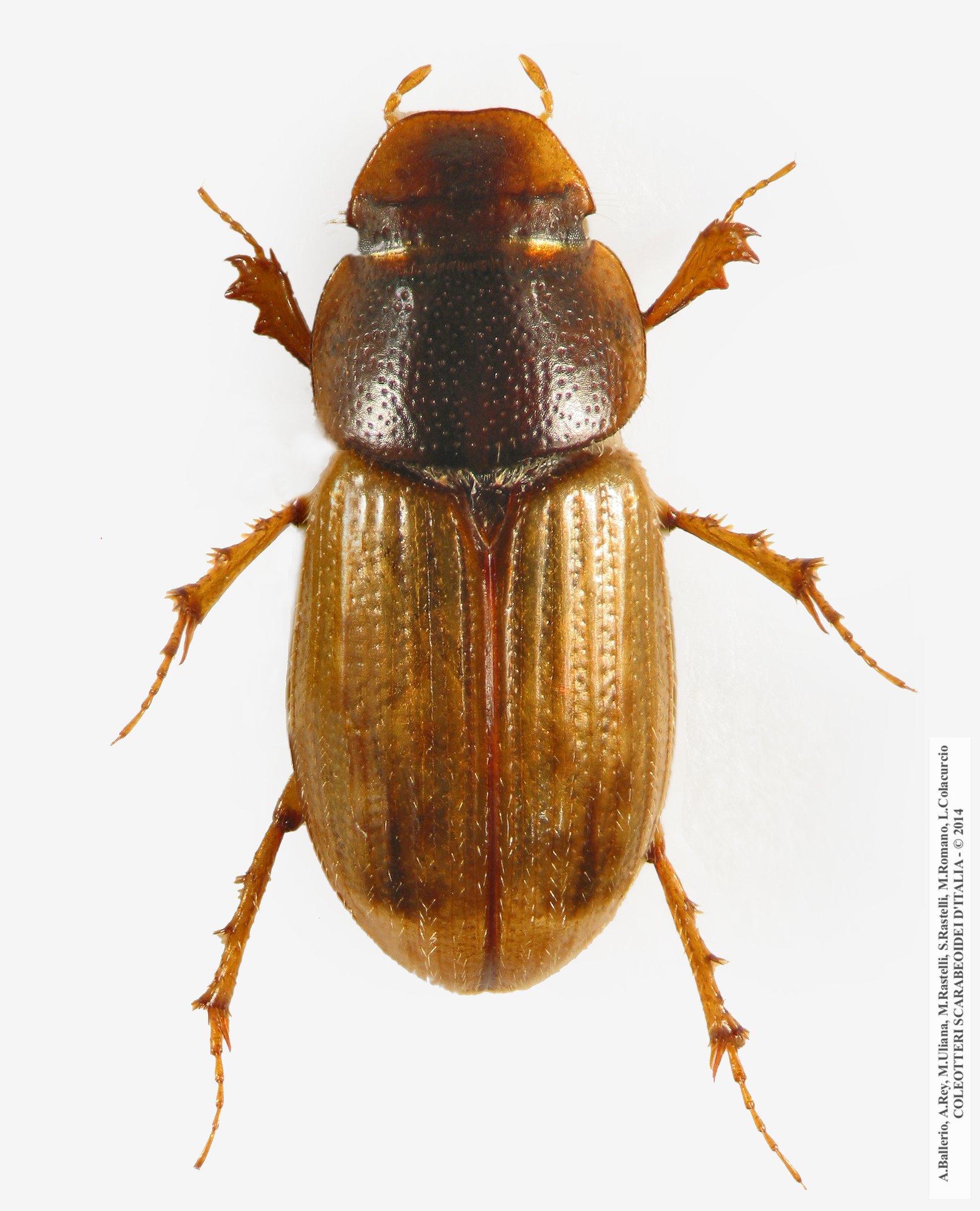 Euheptaulacus porcellus, femmina