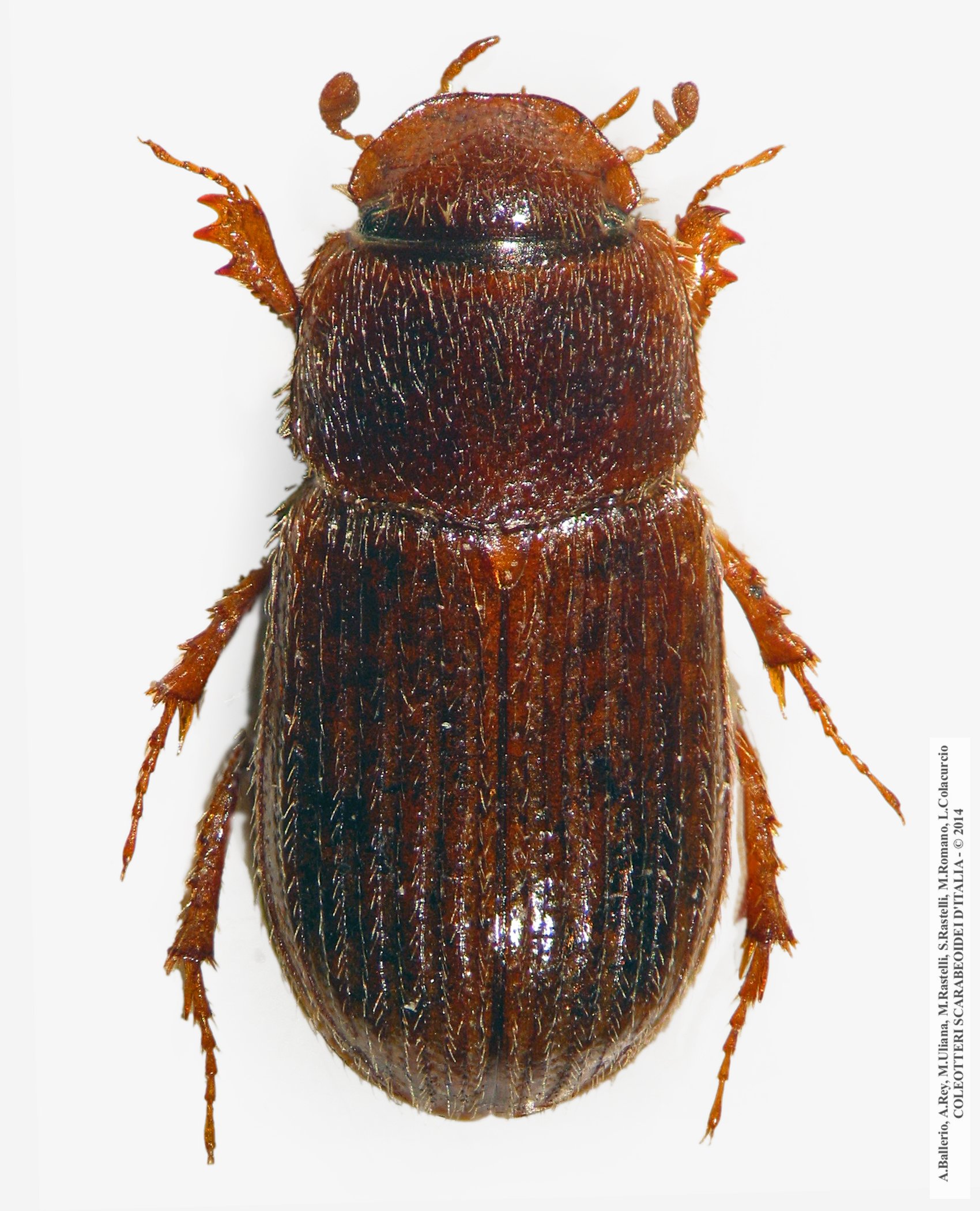 Euheptaulacus villosus, femmina