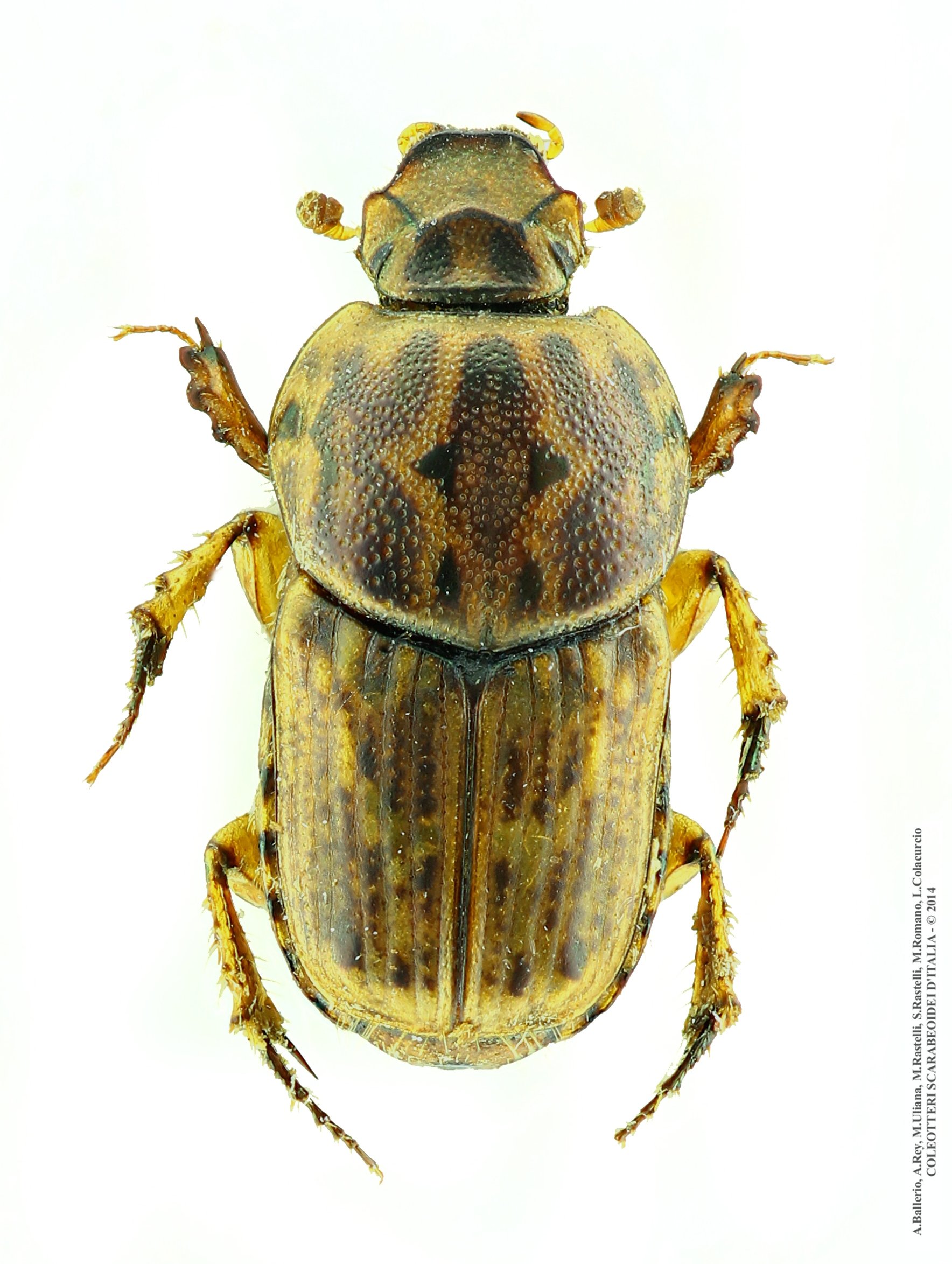 Euoniticellus pallens, femmina