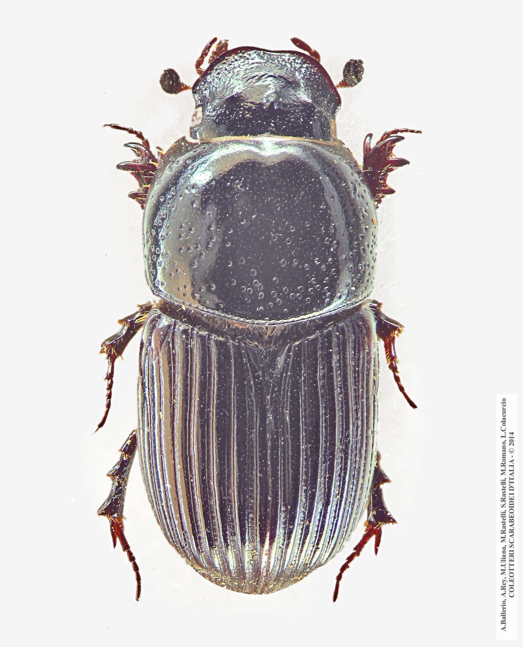 Eupleurus subterraneus subterraneus