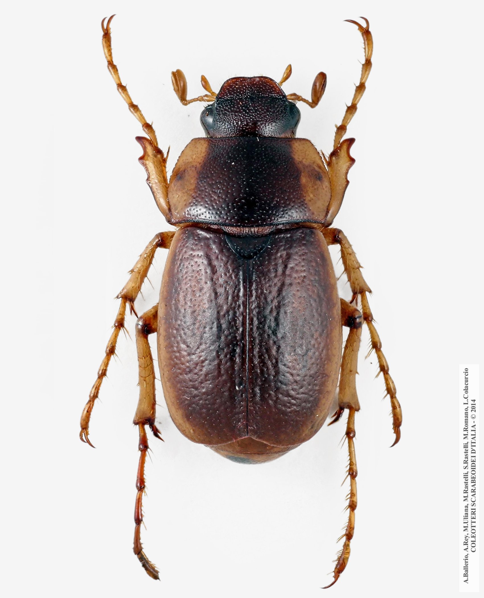 Geotrogus sicelis, maschio