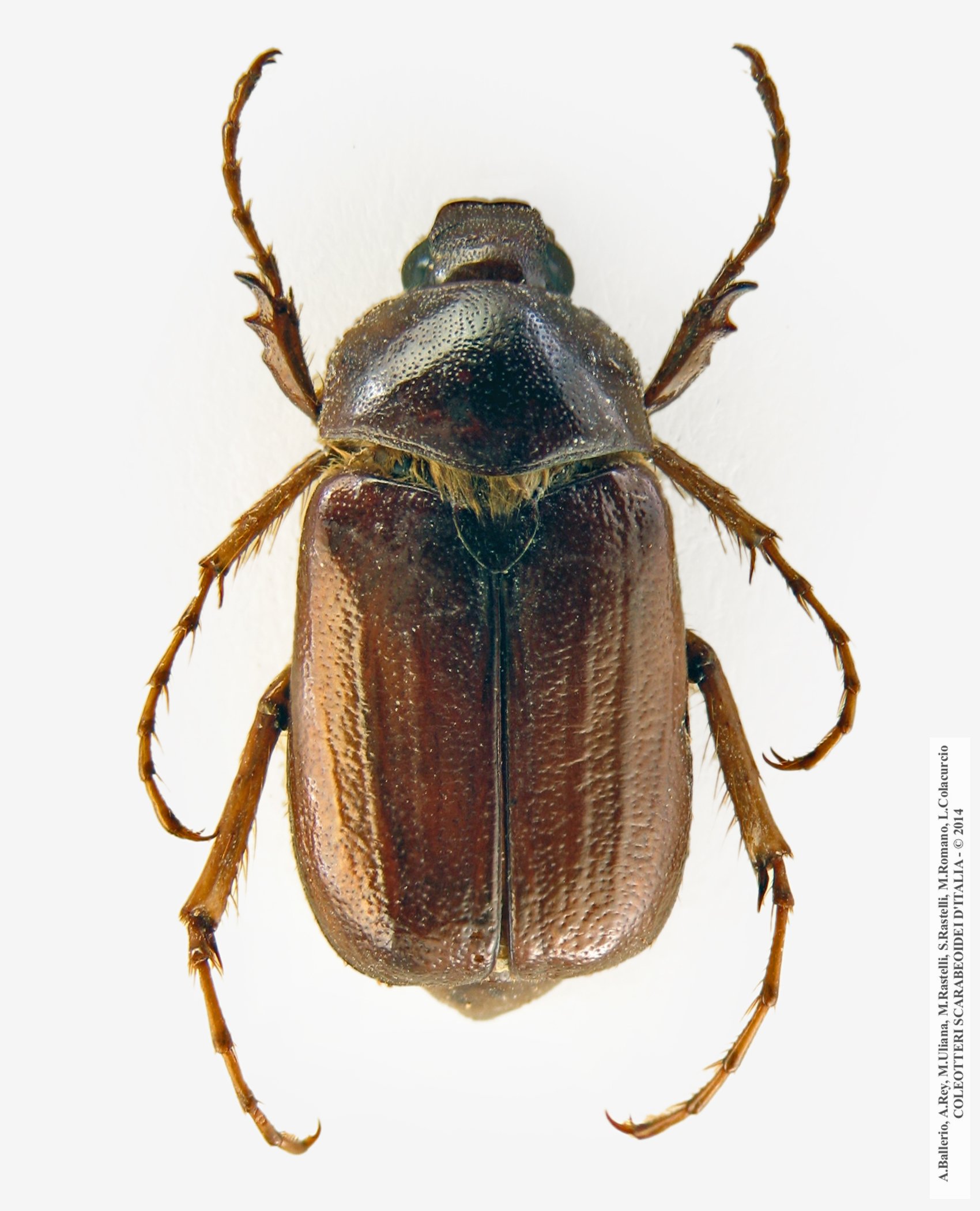 Geotrogus vorax, maschio 